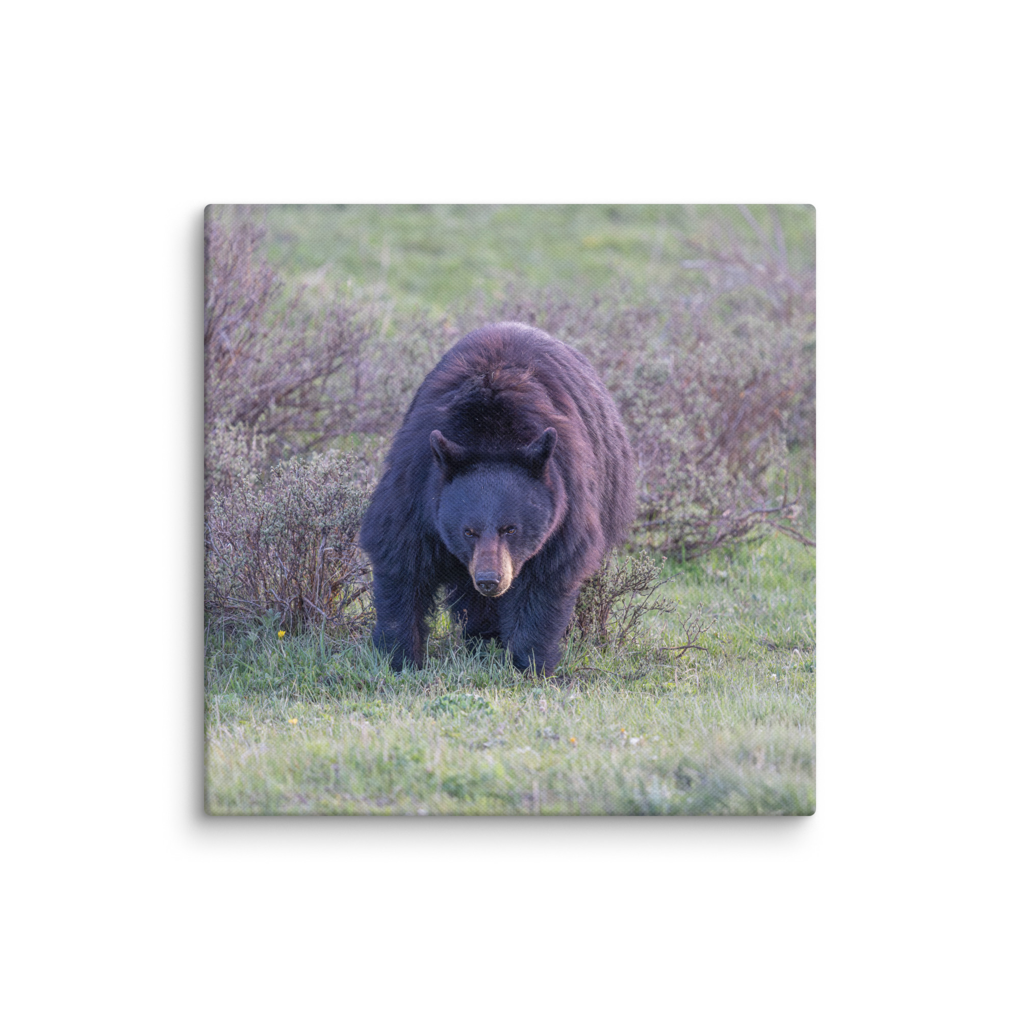 American black bear! Canvas - Image 7
