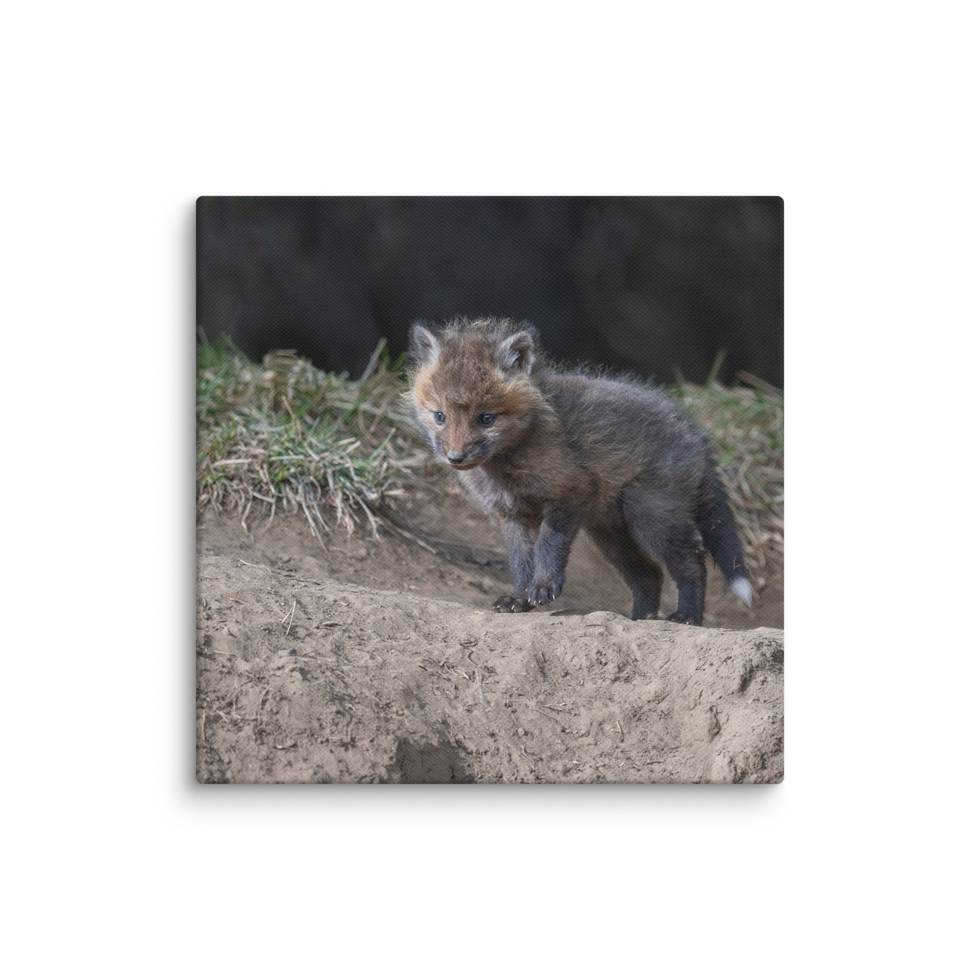 Curious Fox Cub! Canvas - Image 6