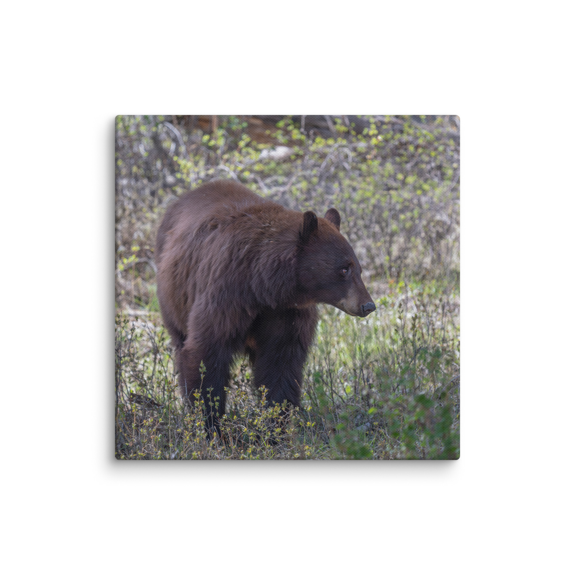 Cinnamon bear! Canvas - Image 7
