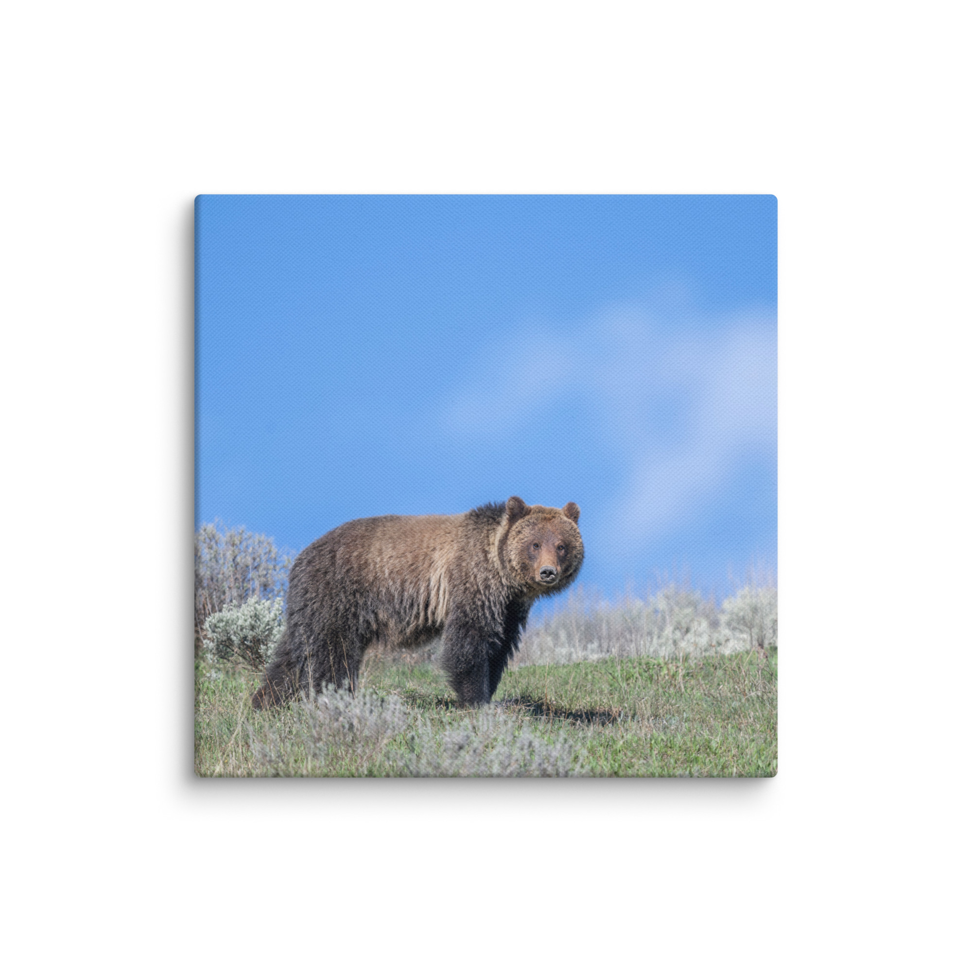 Gentle Brown Eyes in a Blue Sky! Canvas - Image 7