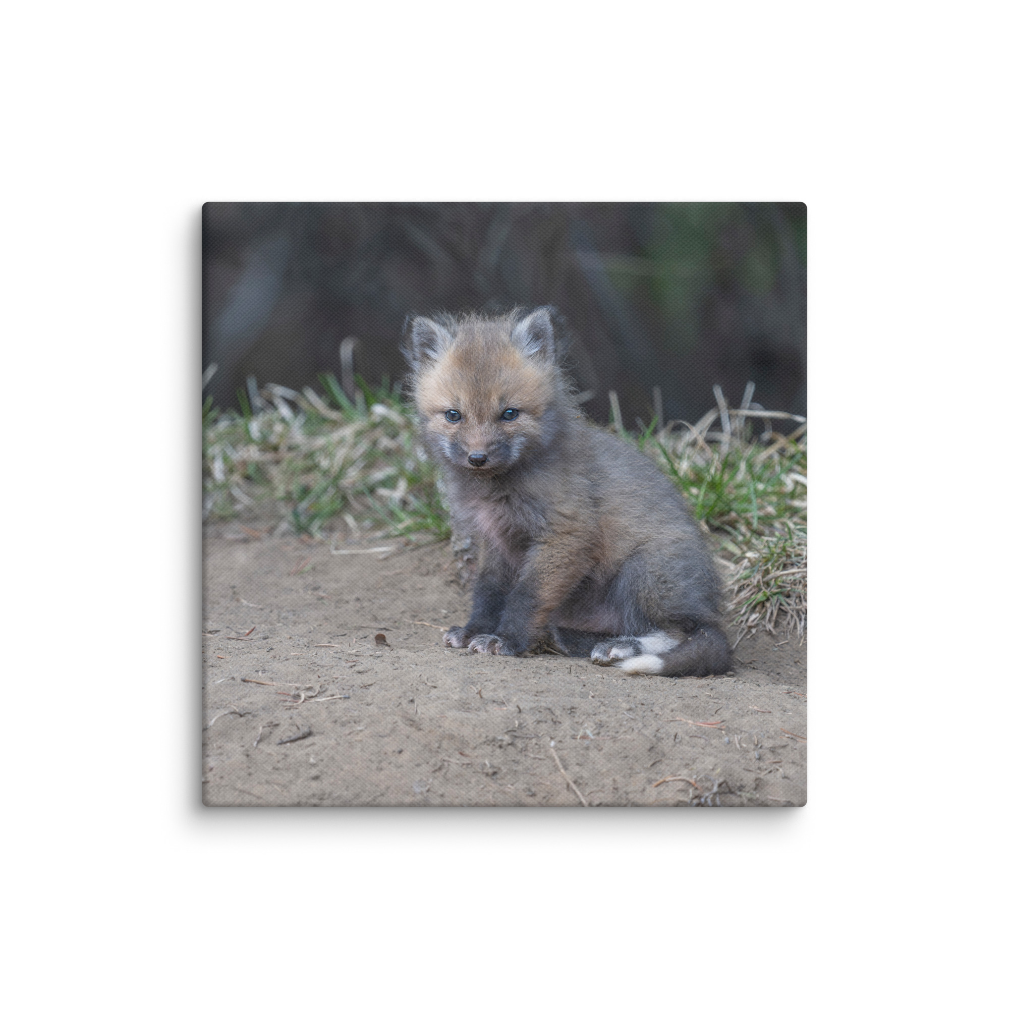 Baby Fox! Canvas - Image 25