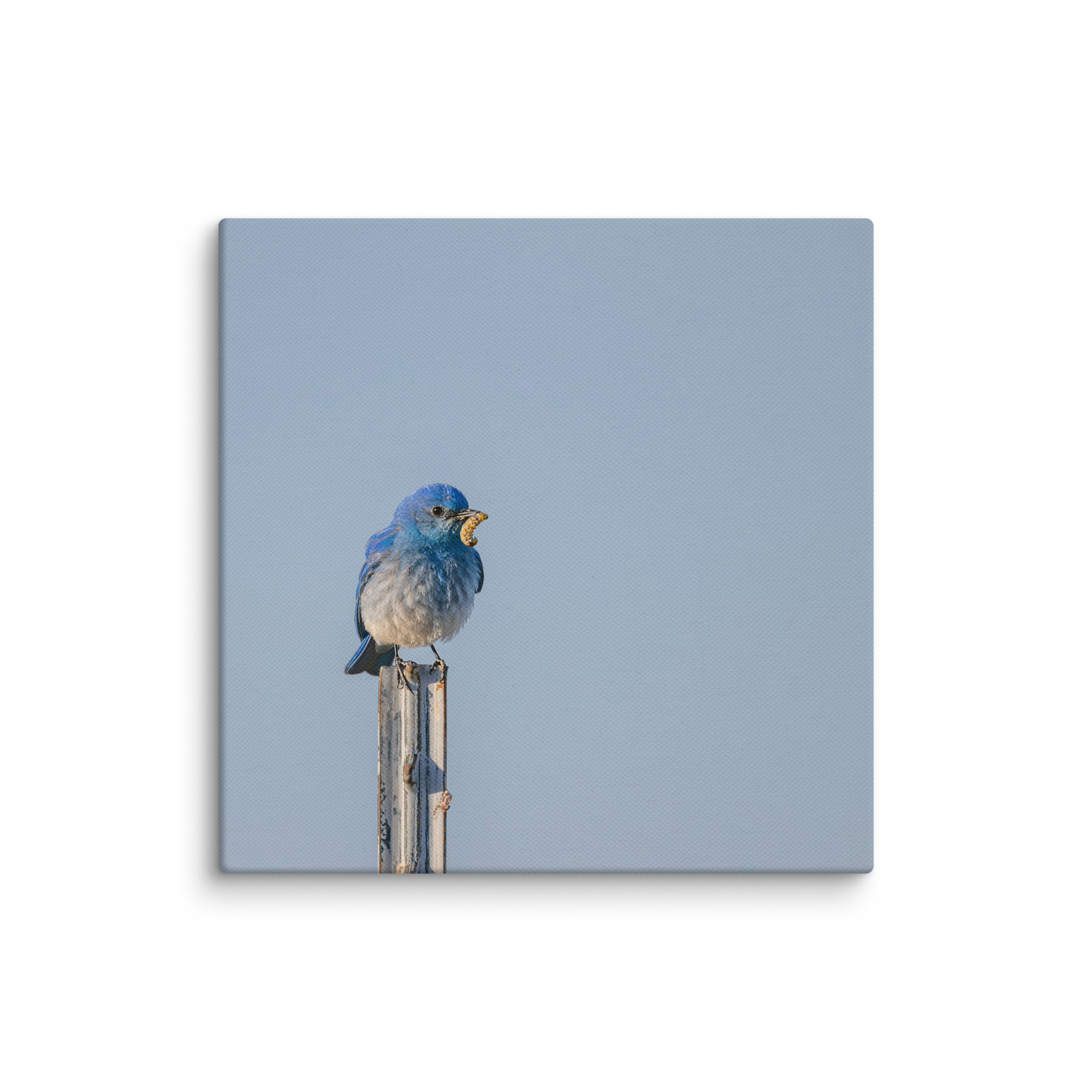 Mountain Blue Bird with food! Canvas - Image 23