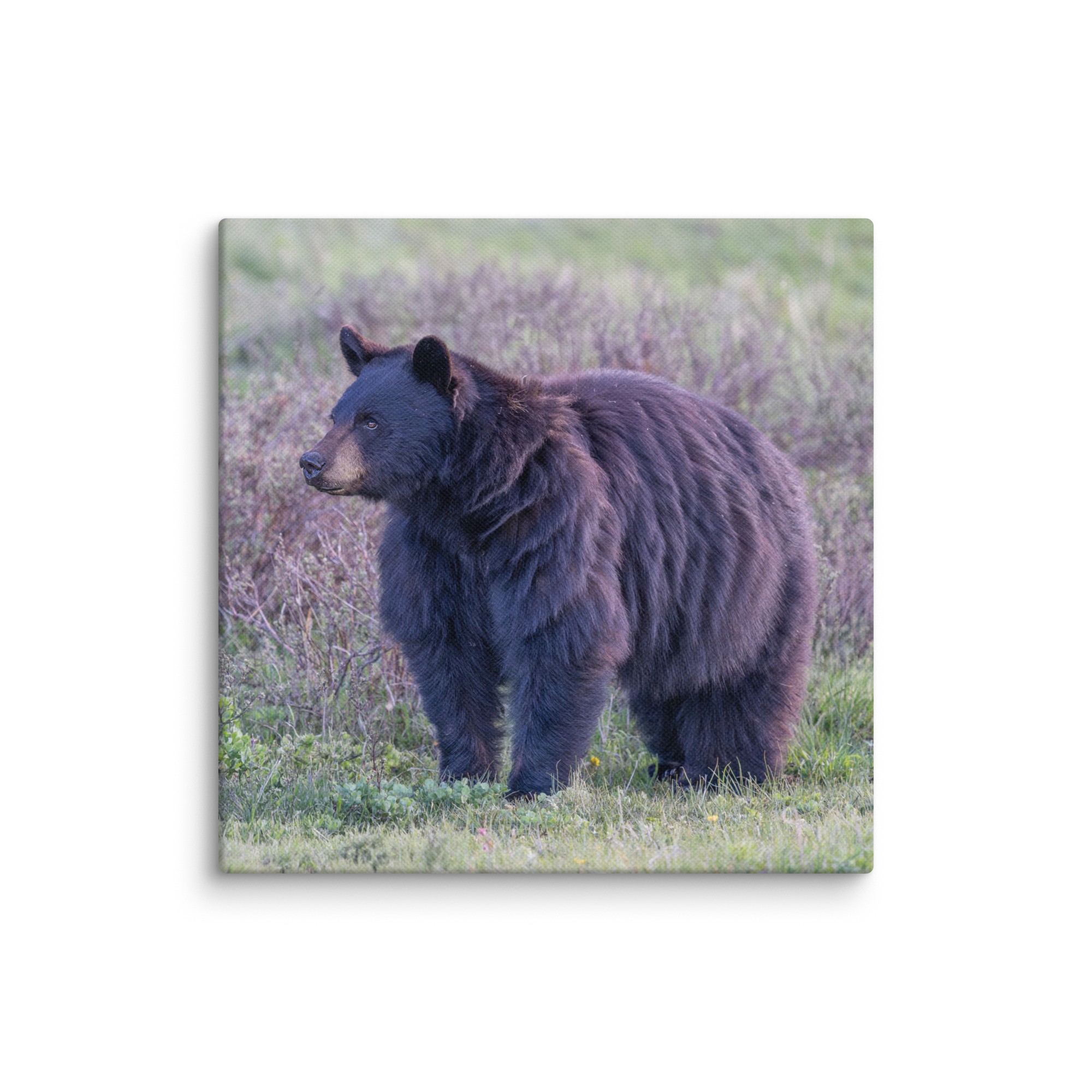 American black bear! Canvas - Image 22