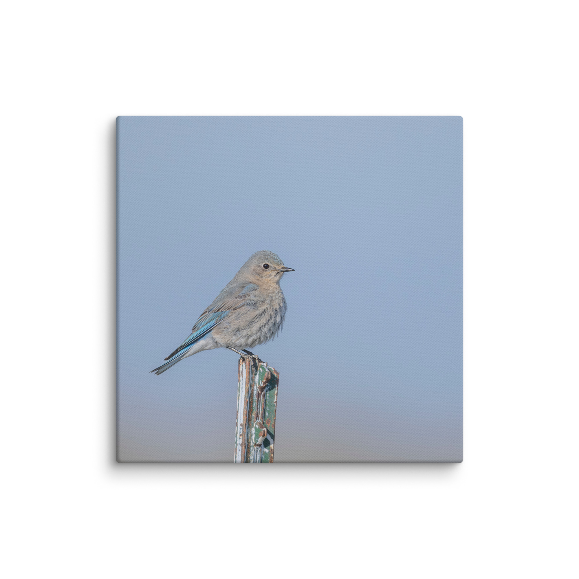 Female Mountain Bluebird! Canvas - Image 23