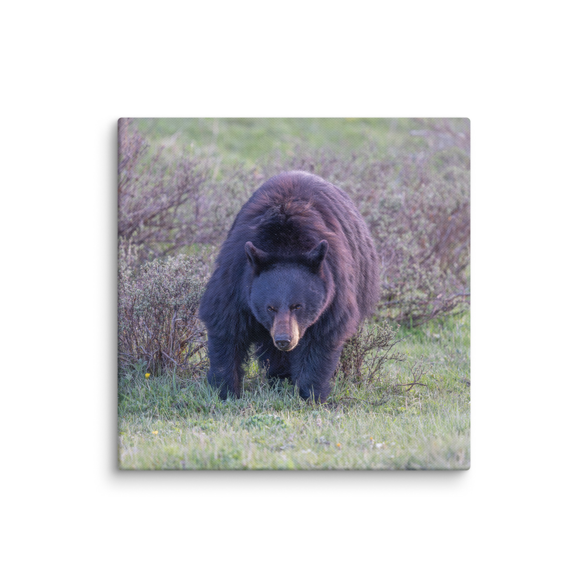 American black bear! Canvas - Image 23