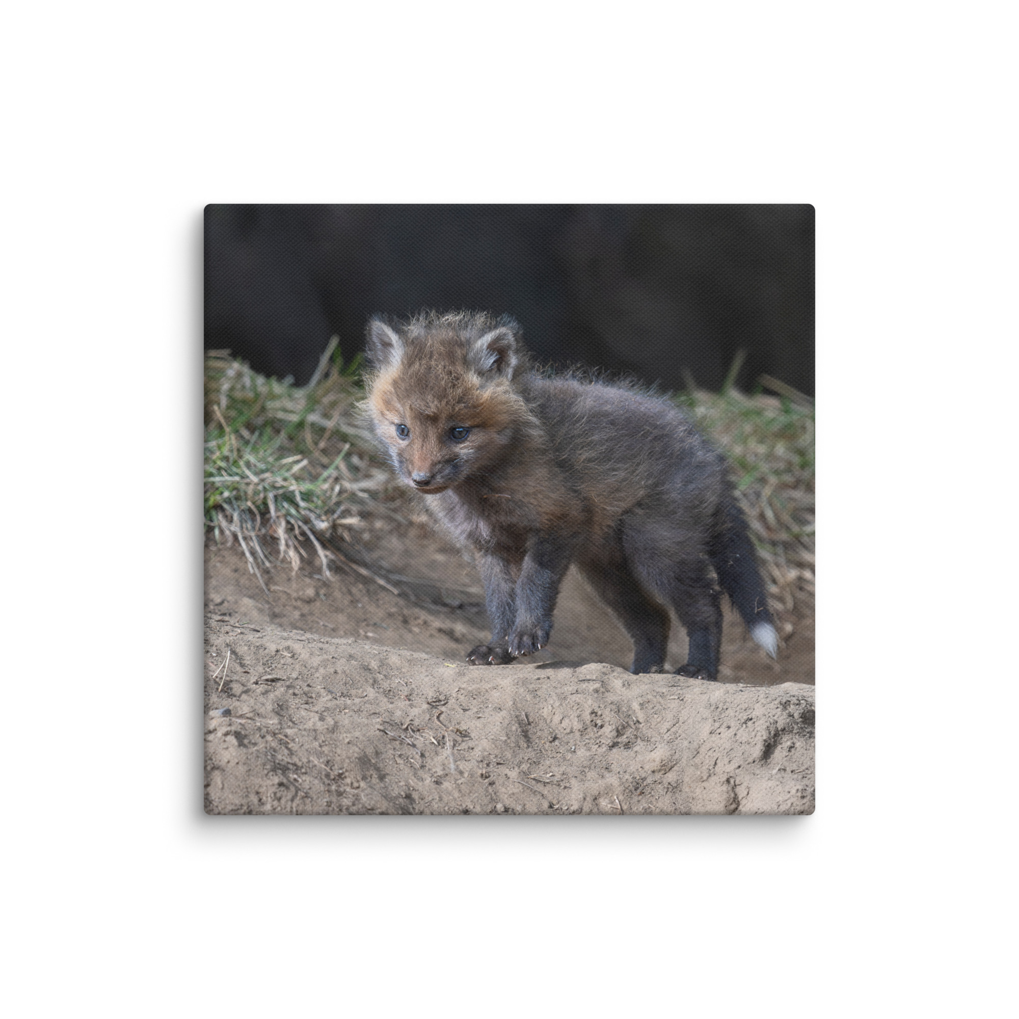 Curious Fox Cub! Canvas - Image 23