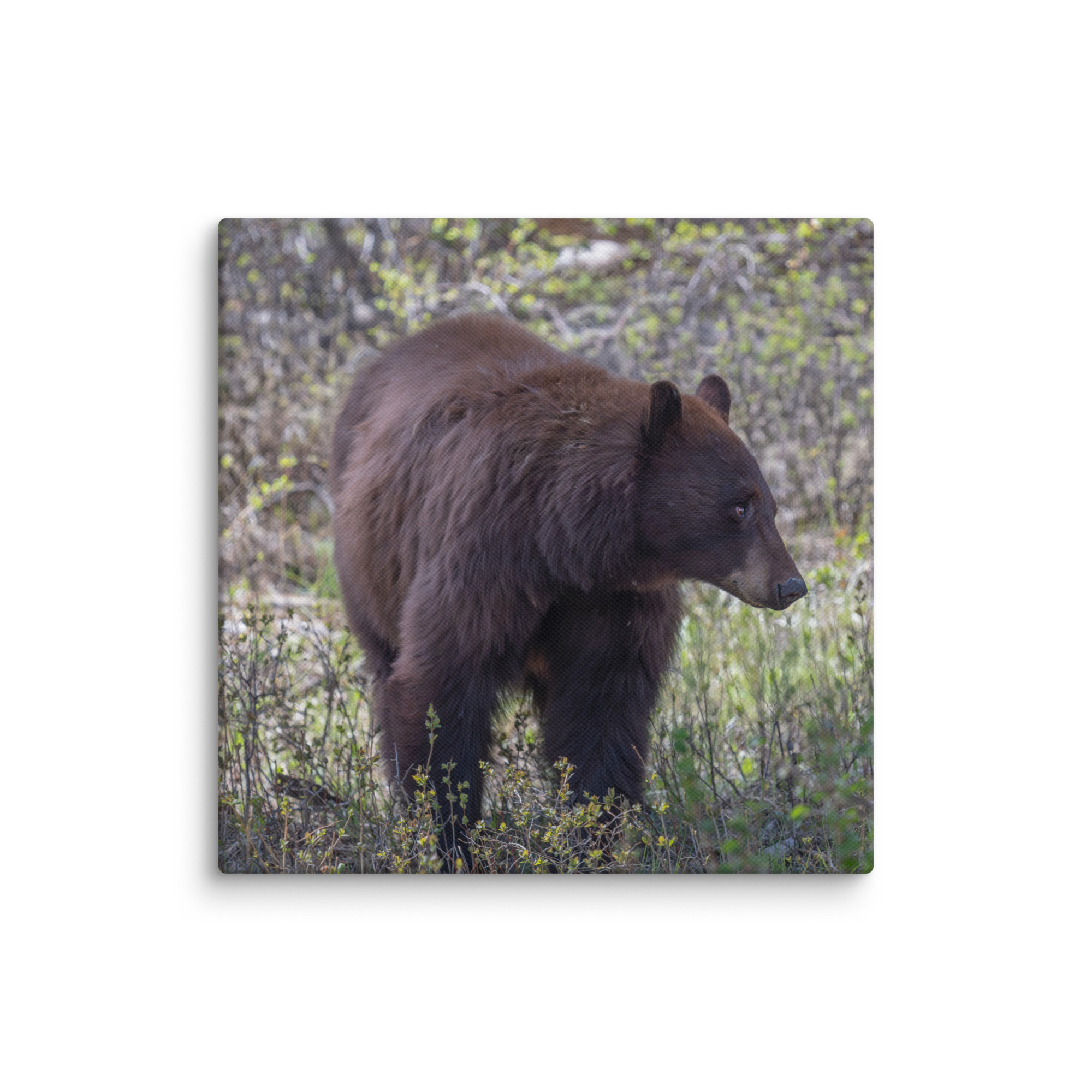 Cinnamon bear! Canvas - Image 24