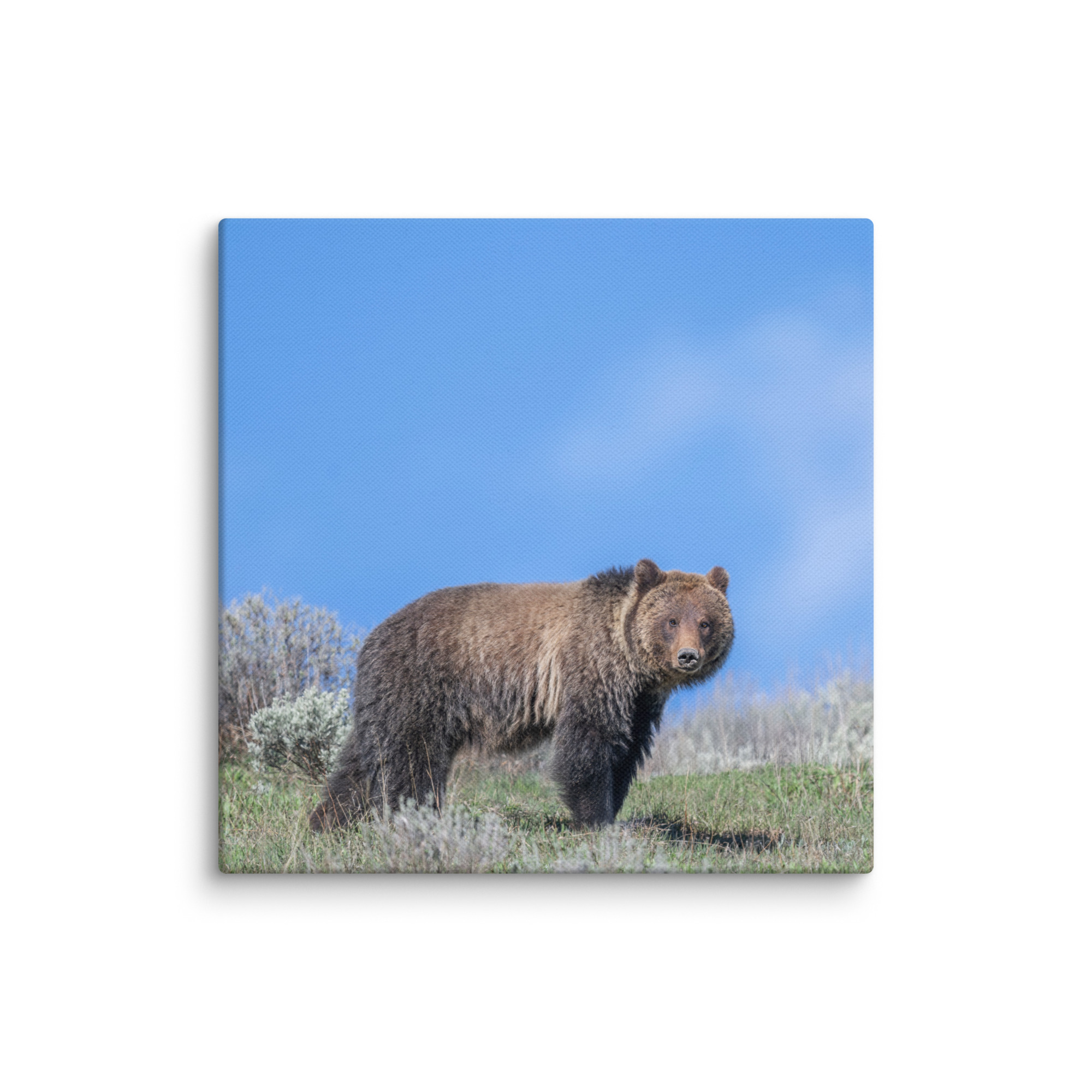 Gentle Brown Eyes in a Blue Sky! Canvas - Image 25