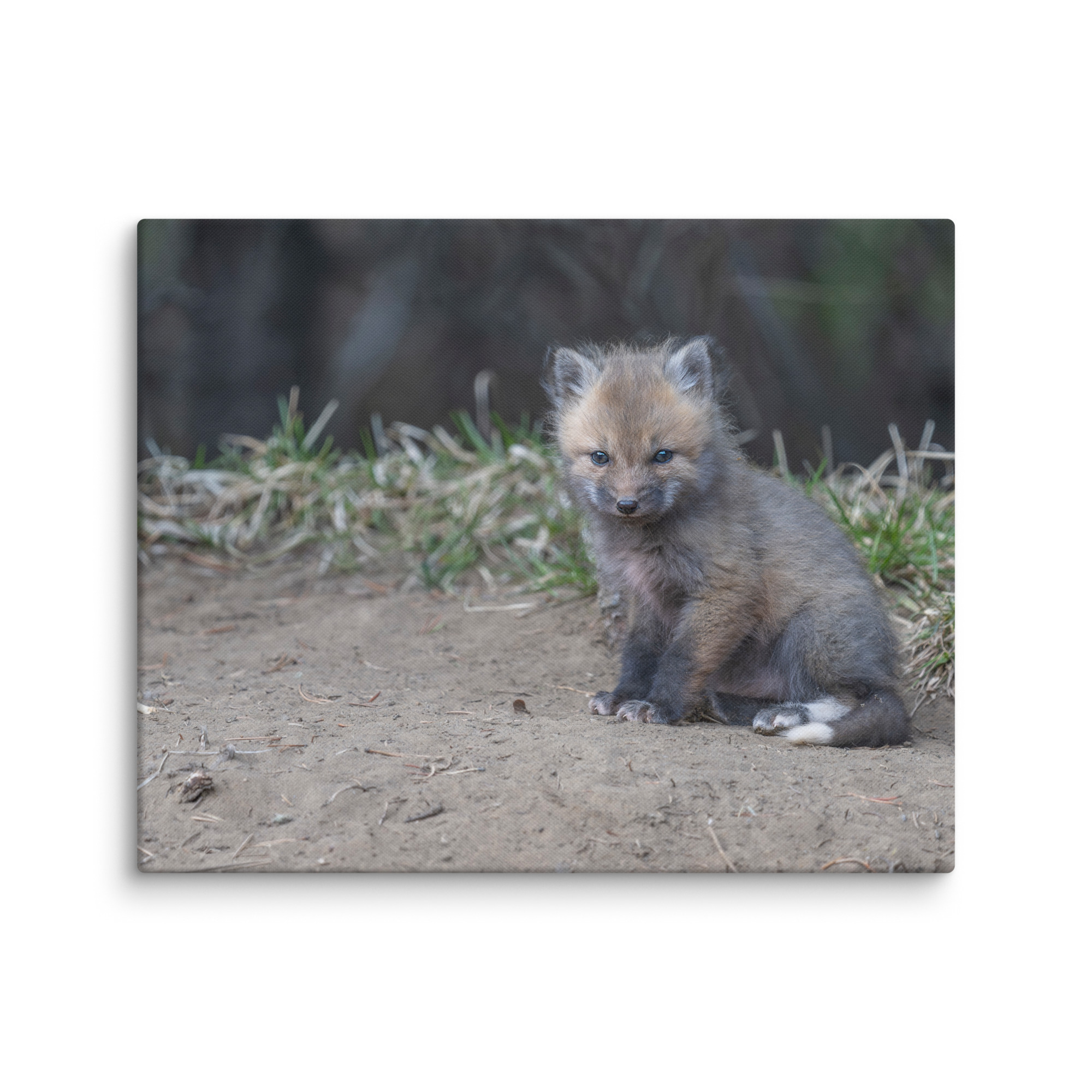 Baby Fox! Canvas - Image 26