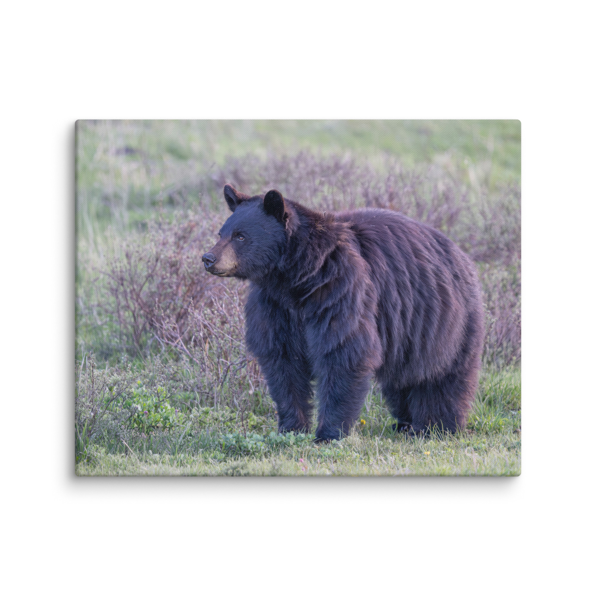 American black bear! Canvas - Image 23