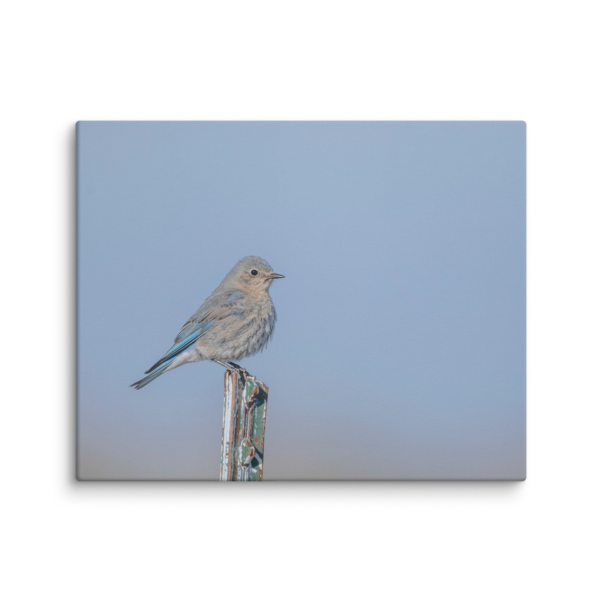 Female Mountain Bluebird! Canvas - Image 24