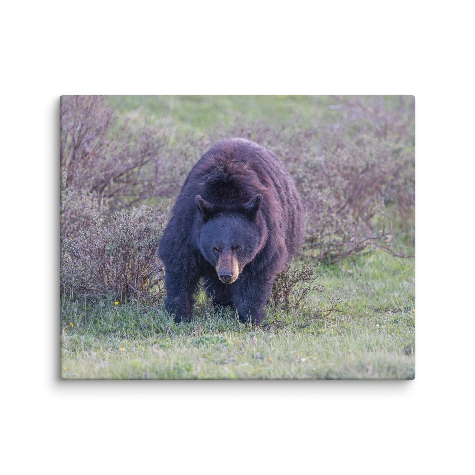 American black bear! Canvas - Image 24