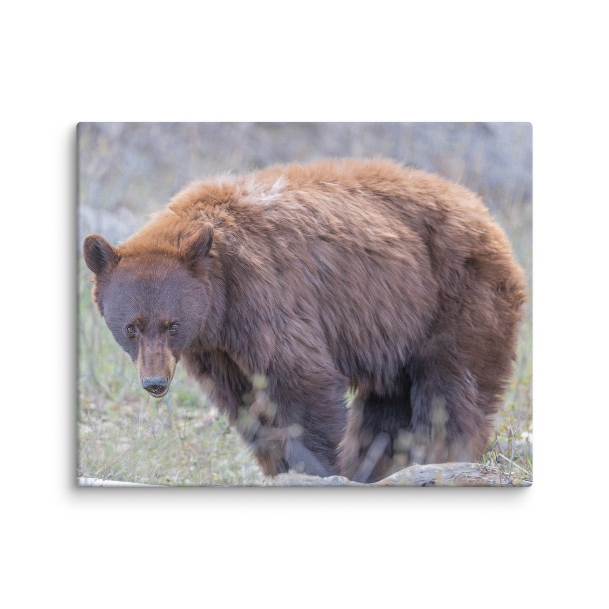 Cinnamon bear! Canvas - Image 14