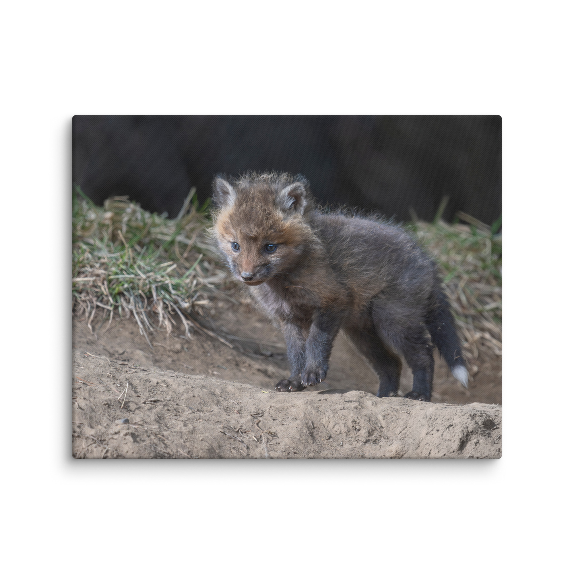 Curious Fox Cub! Canvas - Image 24
