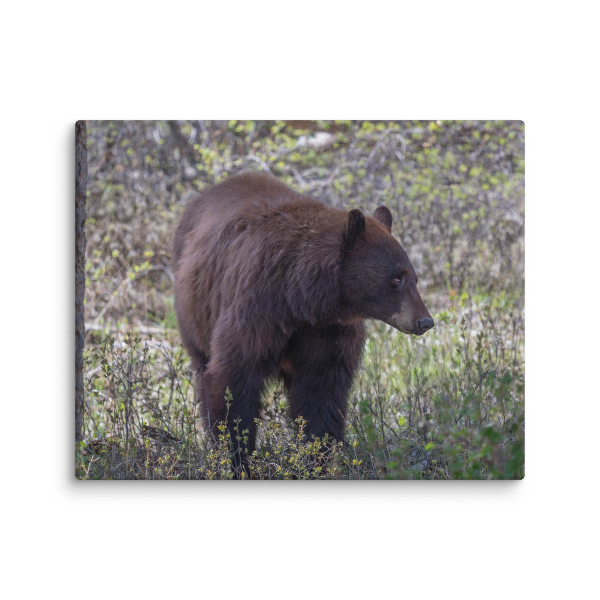 Cinnamon bear! Canvas - Image 25