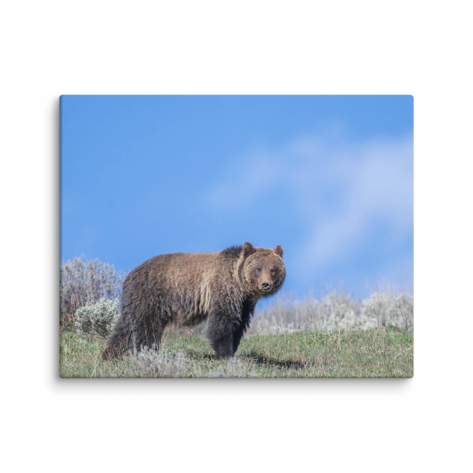 Gentle Brown Eyes in a Blue Sky! Canvas - Image 26