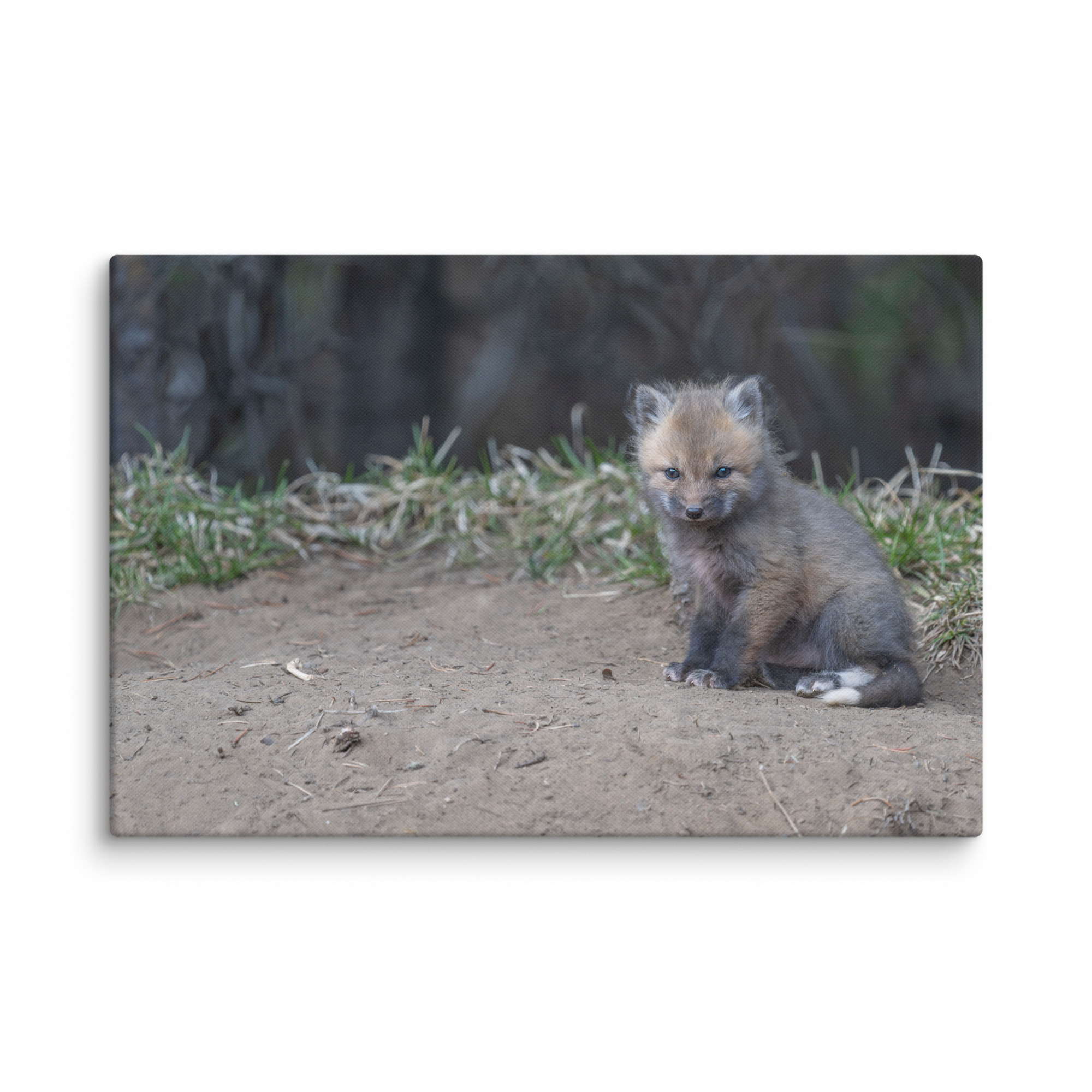 Baby Fox! Canvas - Image 8