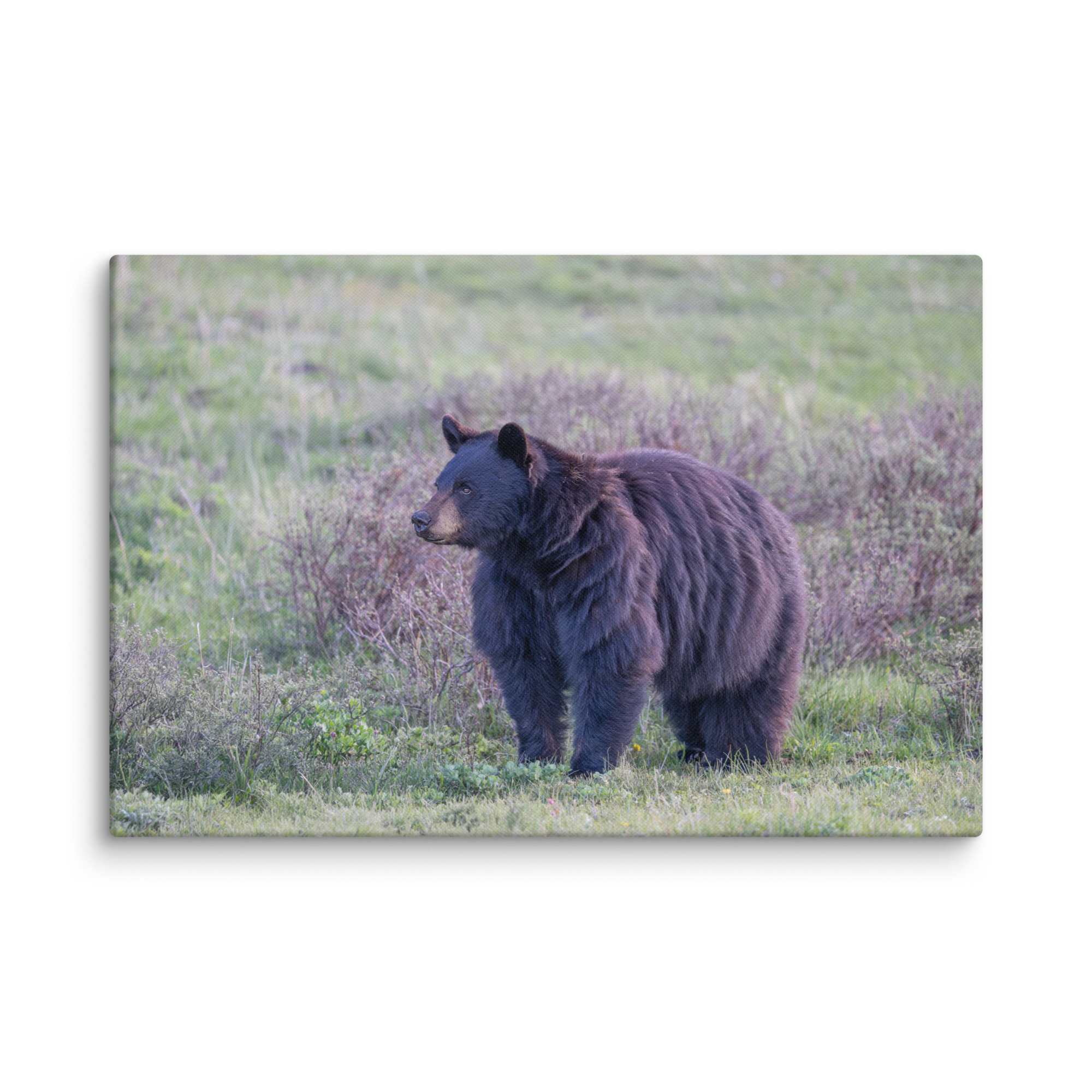 American black bear! Canvas - Image 8