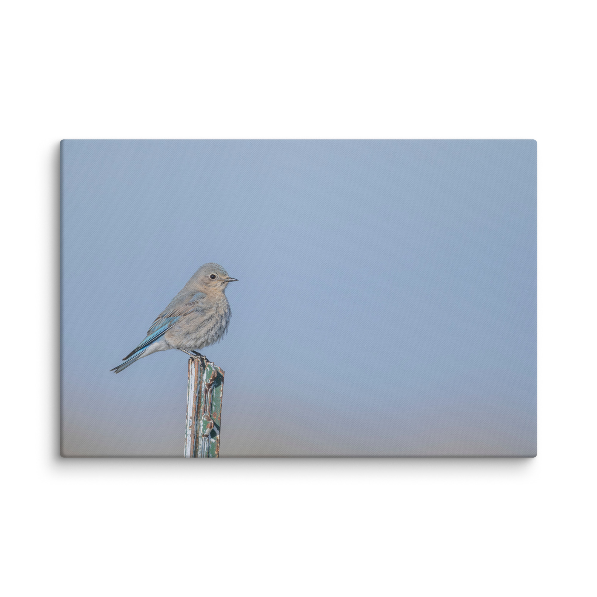 Female Mountain Bluebird! Canvas - Image 8