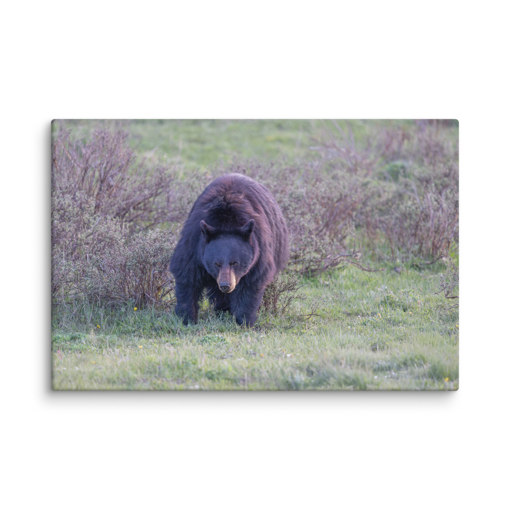 American black bear! Canvas - Image 8