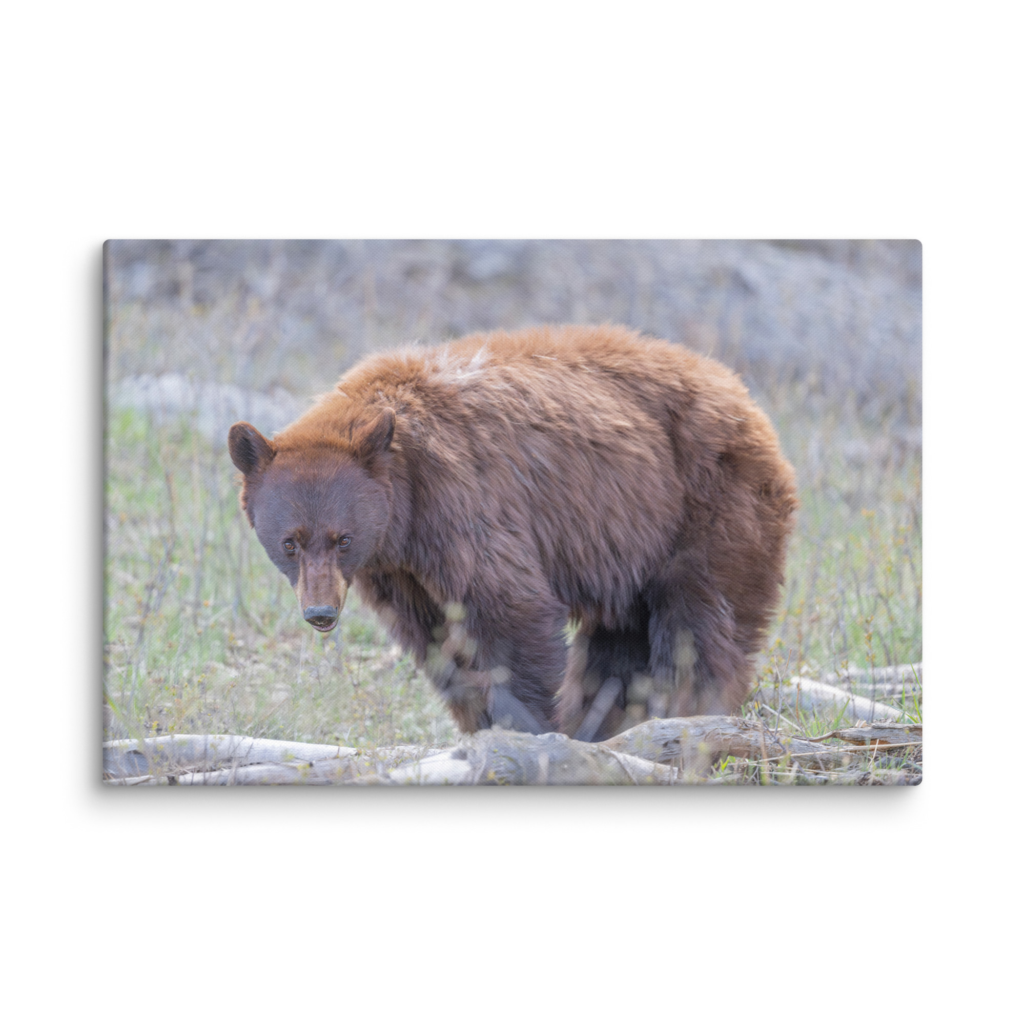 Cinnamon bear! Canvas - Image 6