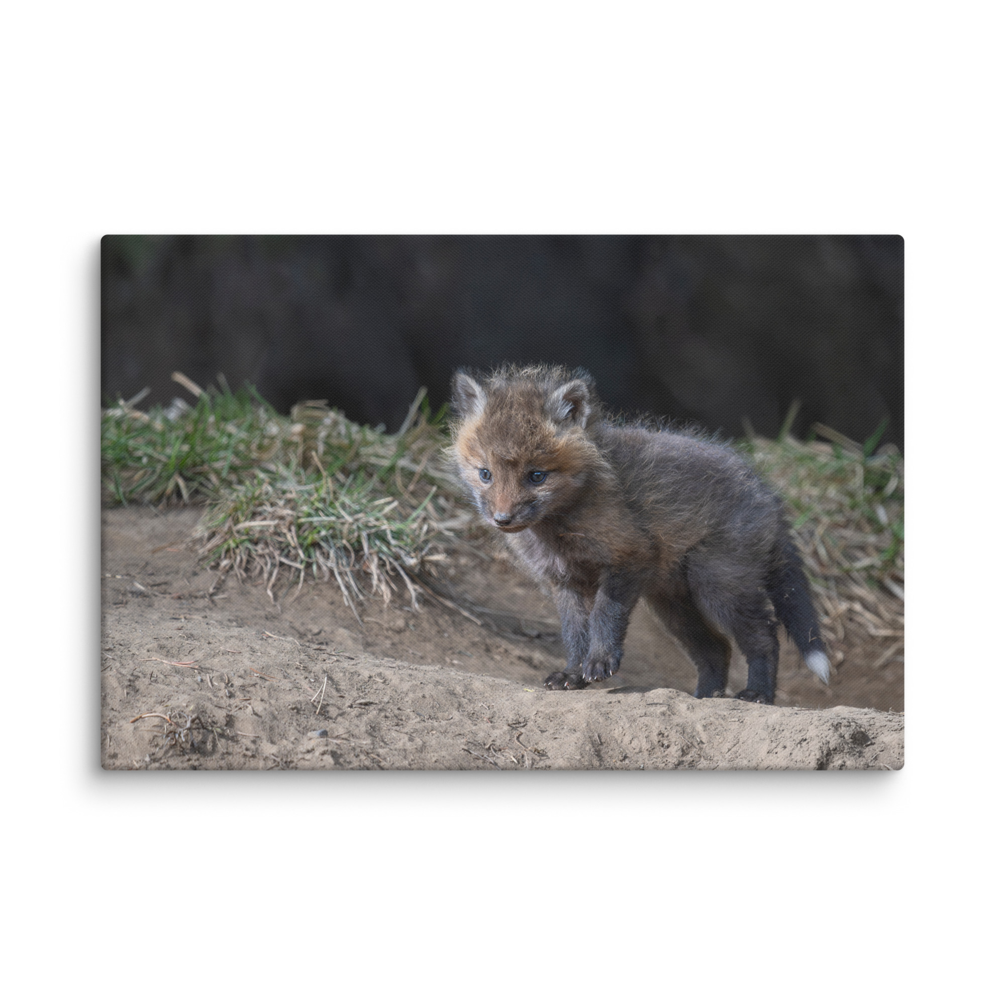 Curious Fox Cub! Canvas - Image 7