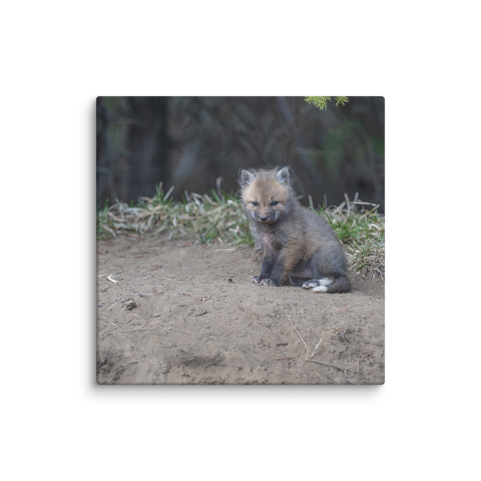 Baby Fox! Canvas - Image 9