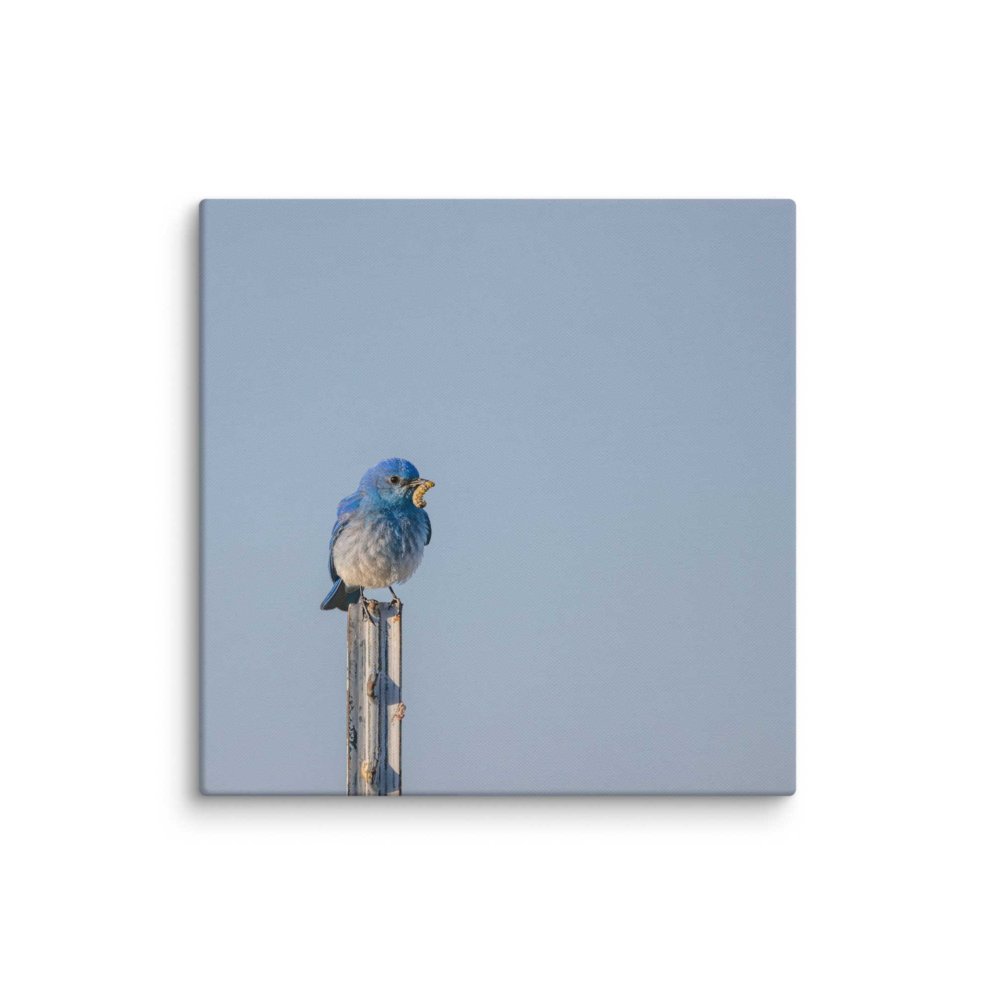 Mountain Blue Bird with food! Canvas - Image 9