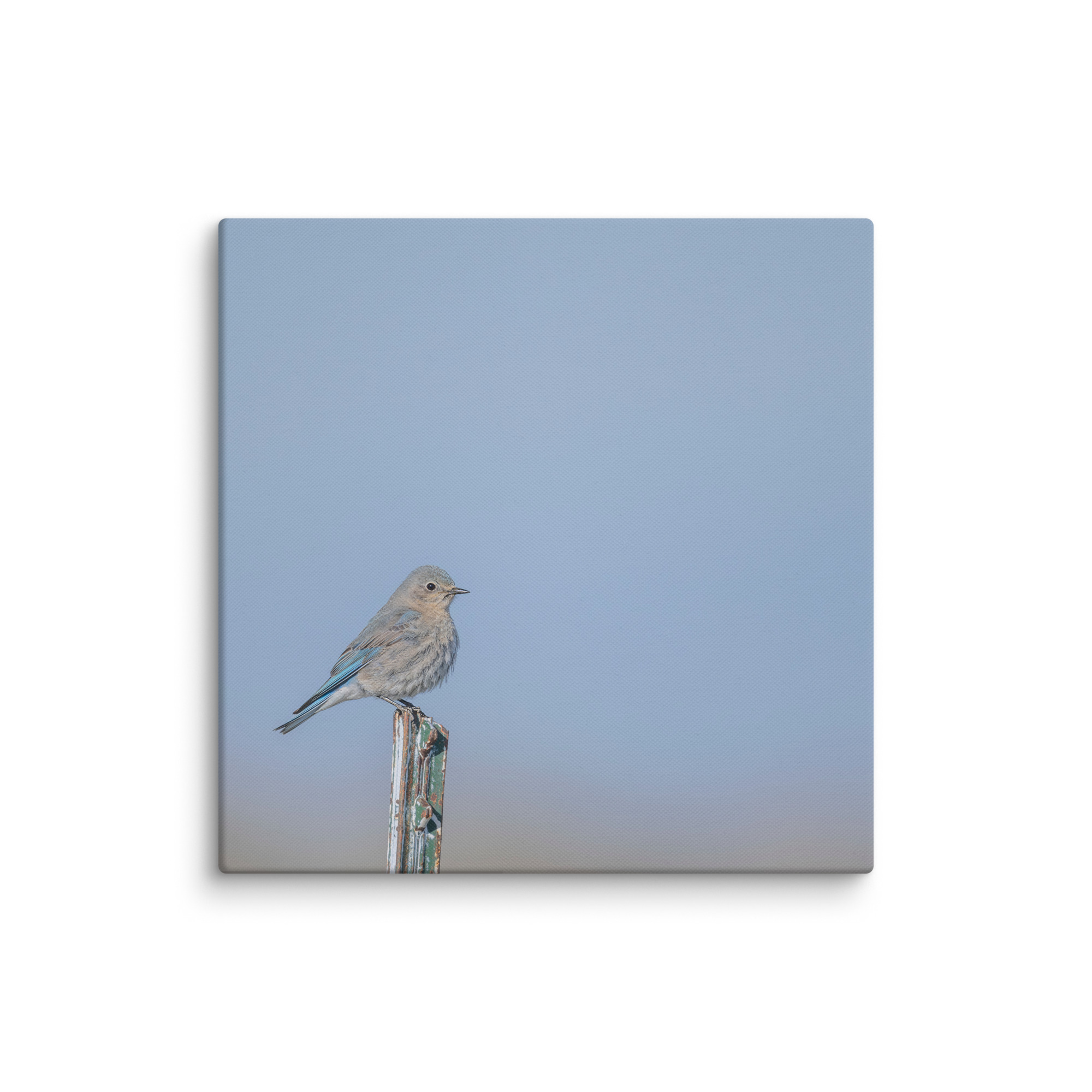 Female Mountain Bluebird! Canvas - Image 9