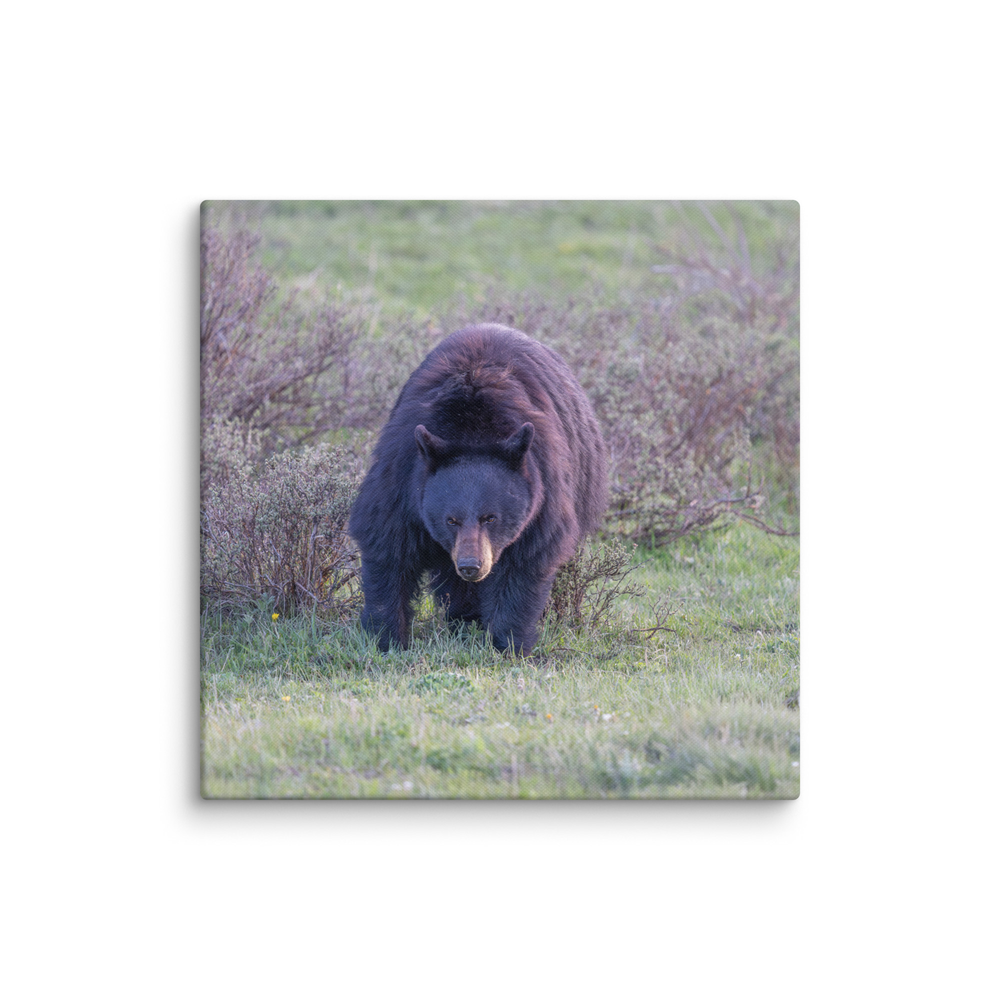 American black bear! Canvas - Image 9