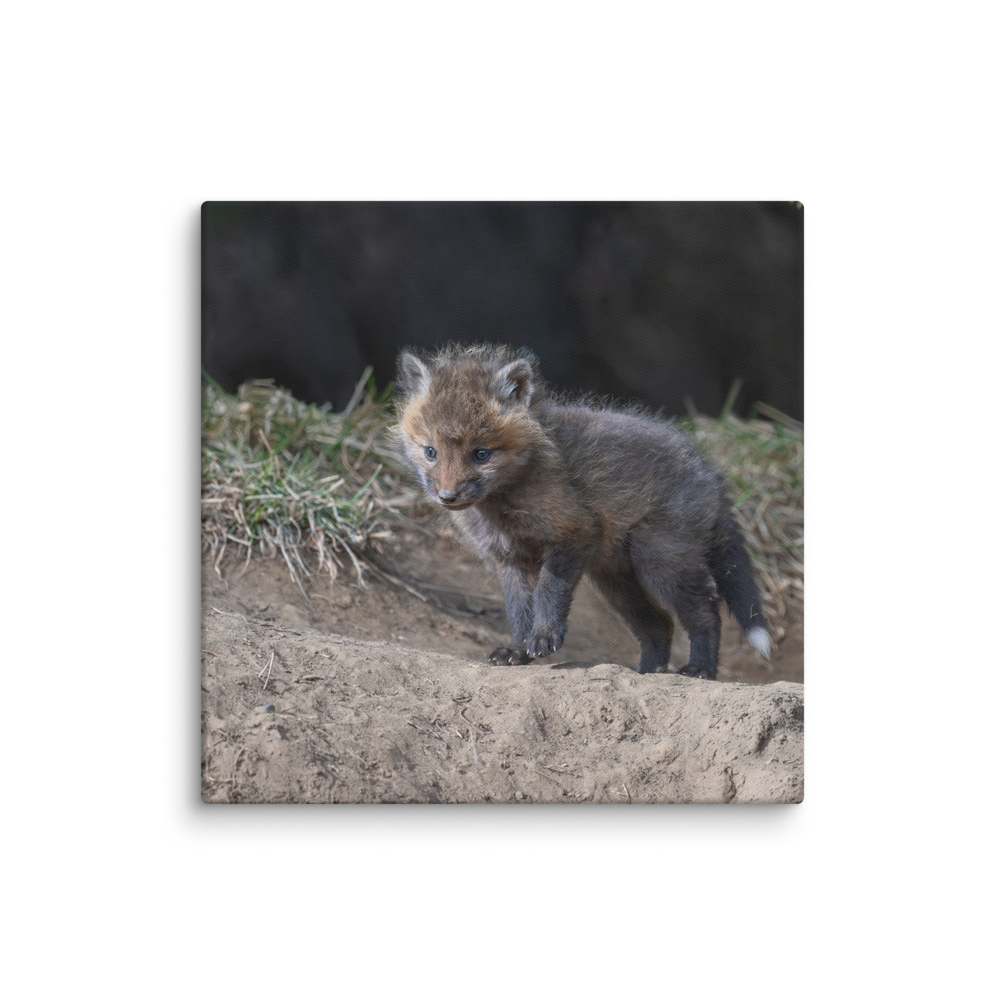 Curious Fox Cub! Canvas - Image 8