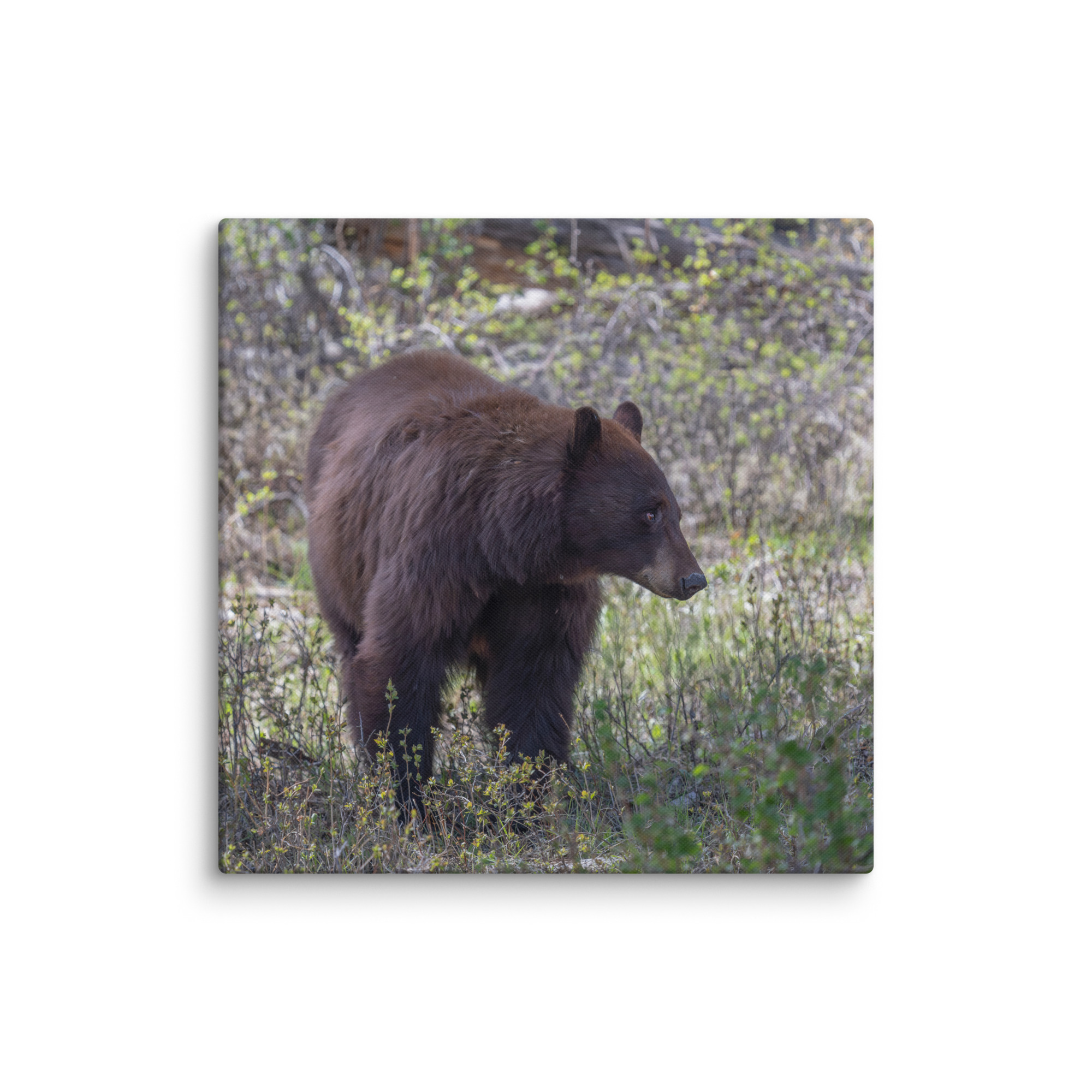 Cinnamon bear! Canvas - Image 9