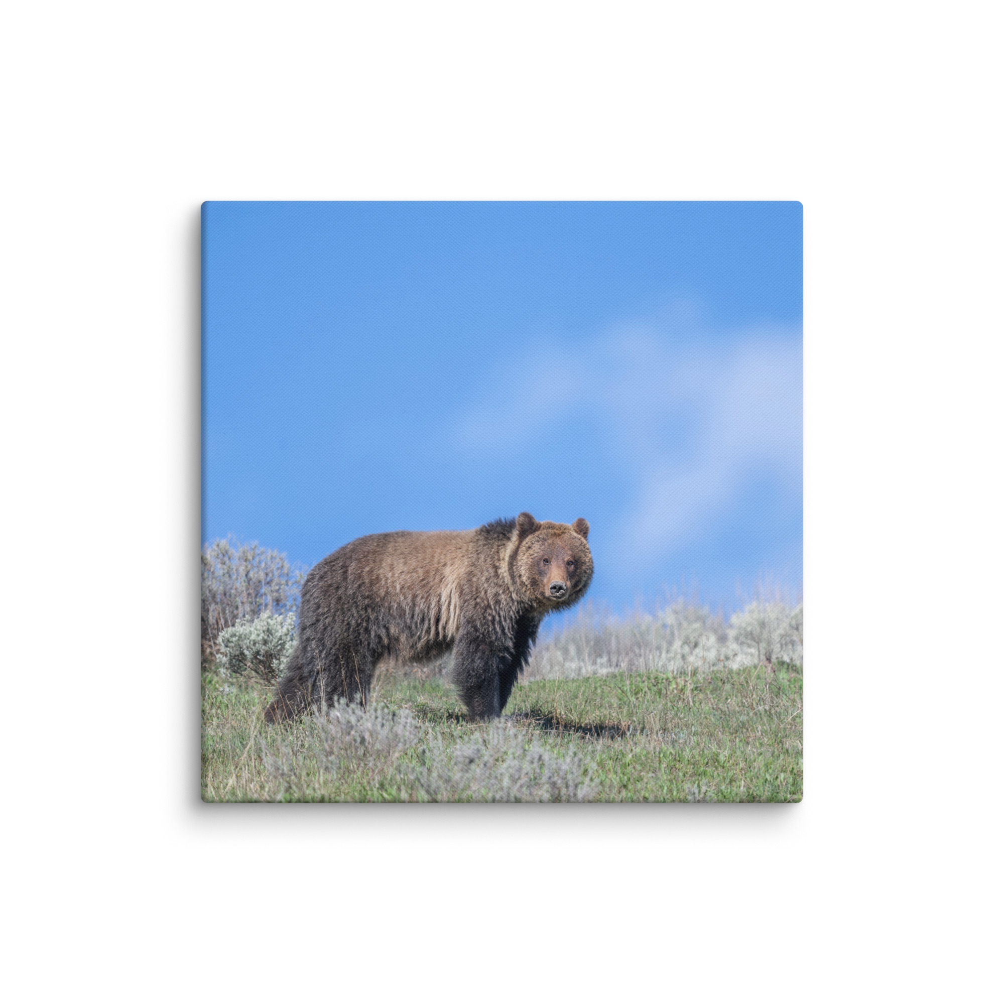 Gentle Brown Eyes in a Blue Sky! Canvas - Image 9