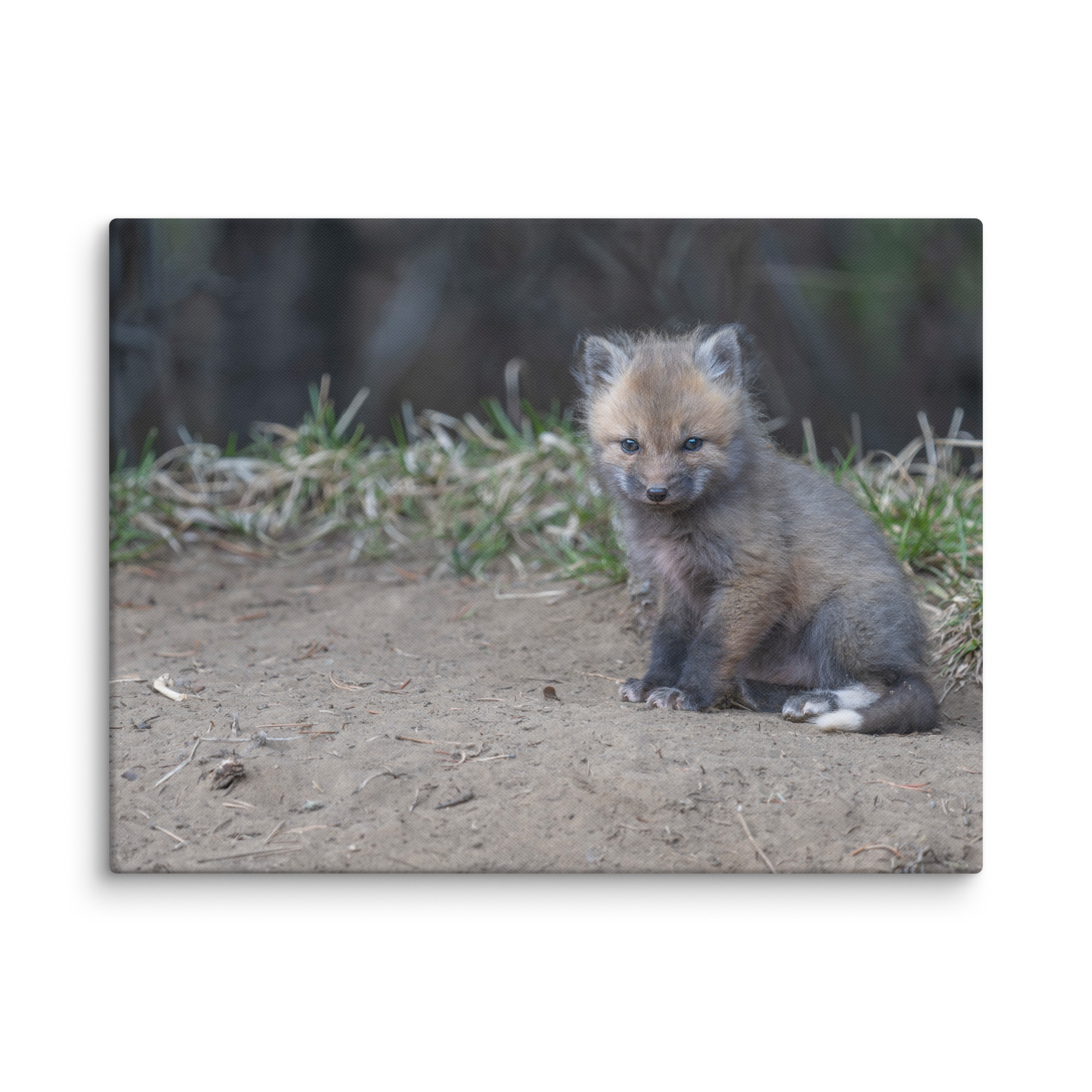 Baby Fox! Canvas - Image 27