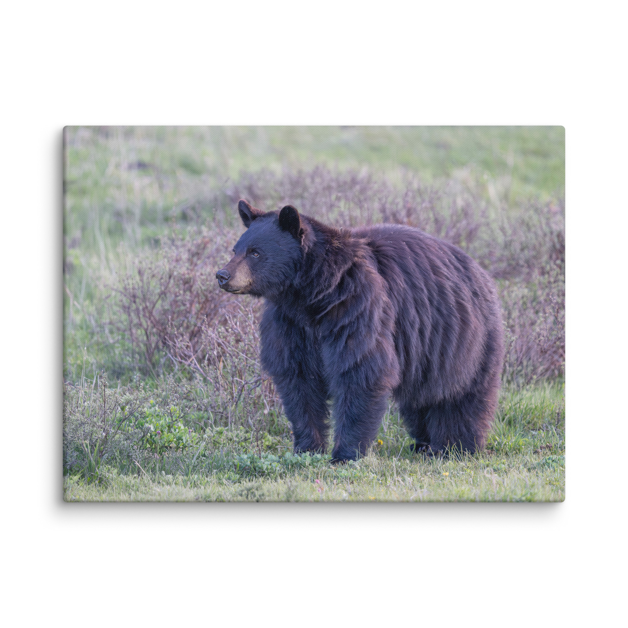 American black bear! Canvas - Image 24