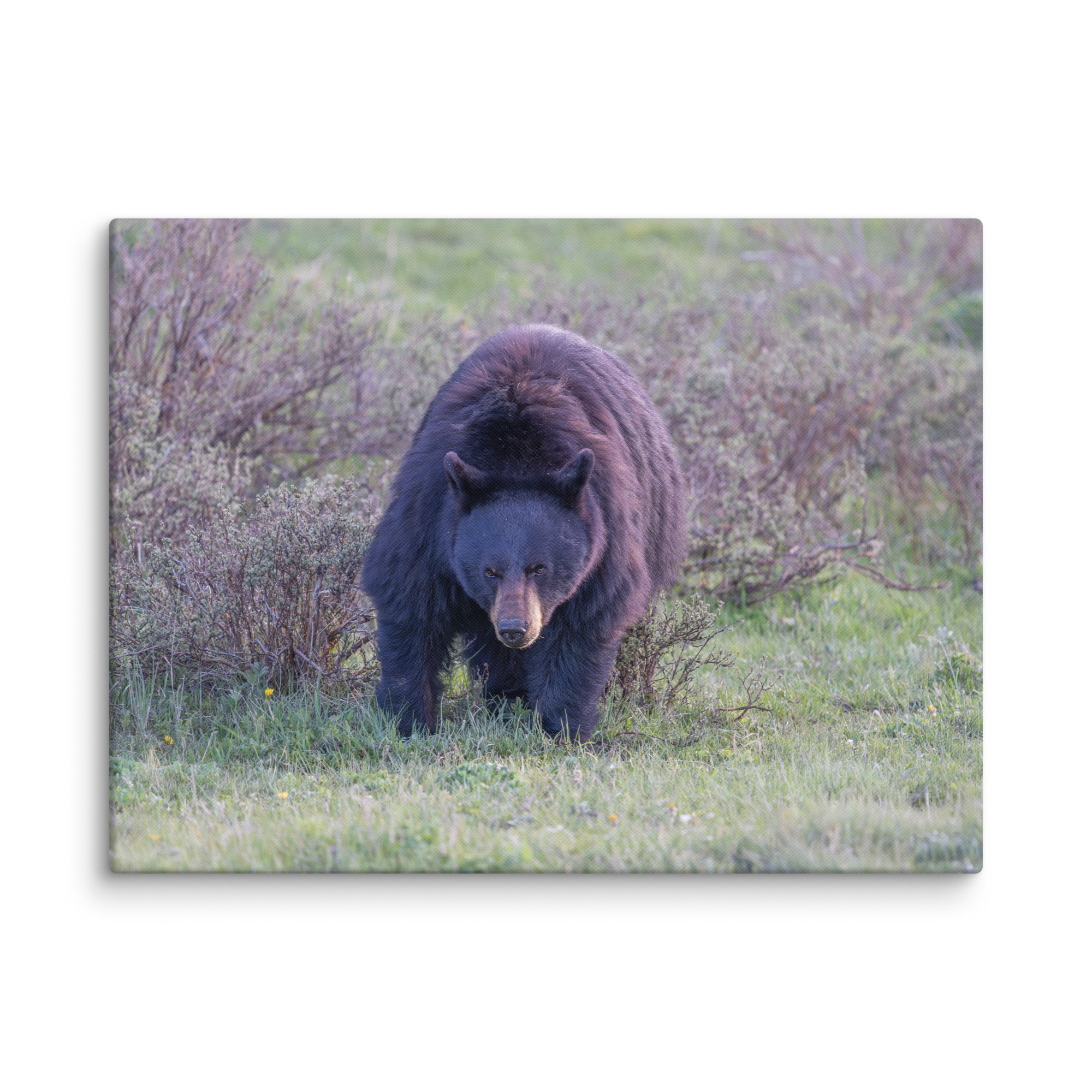 American black bear! Canvas - Image 25