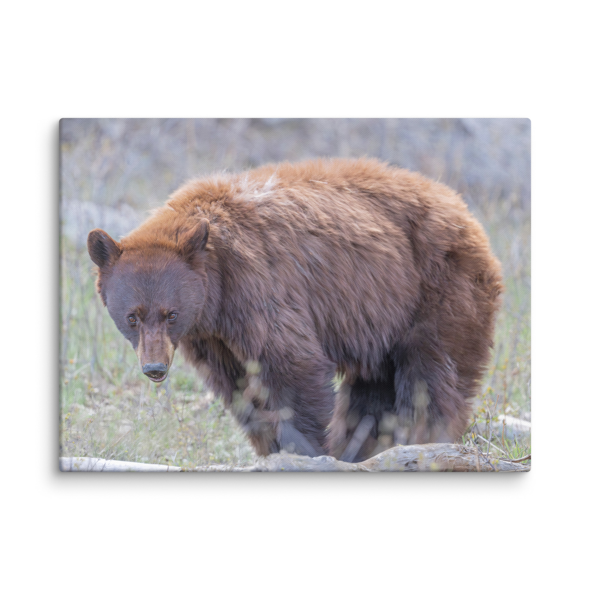 Cinnamon bear! Canvas - Image 15
