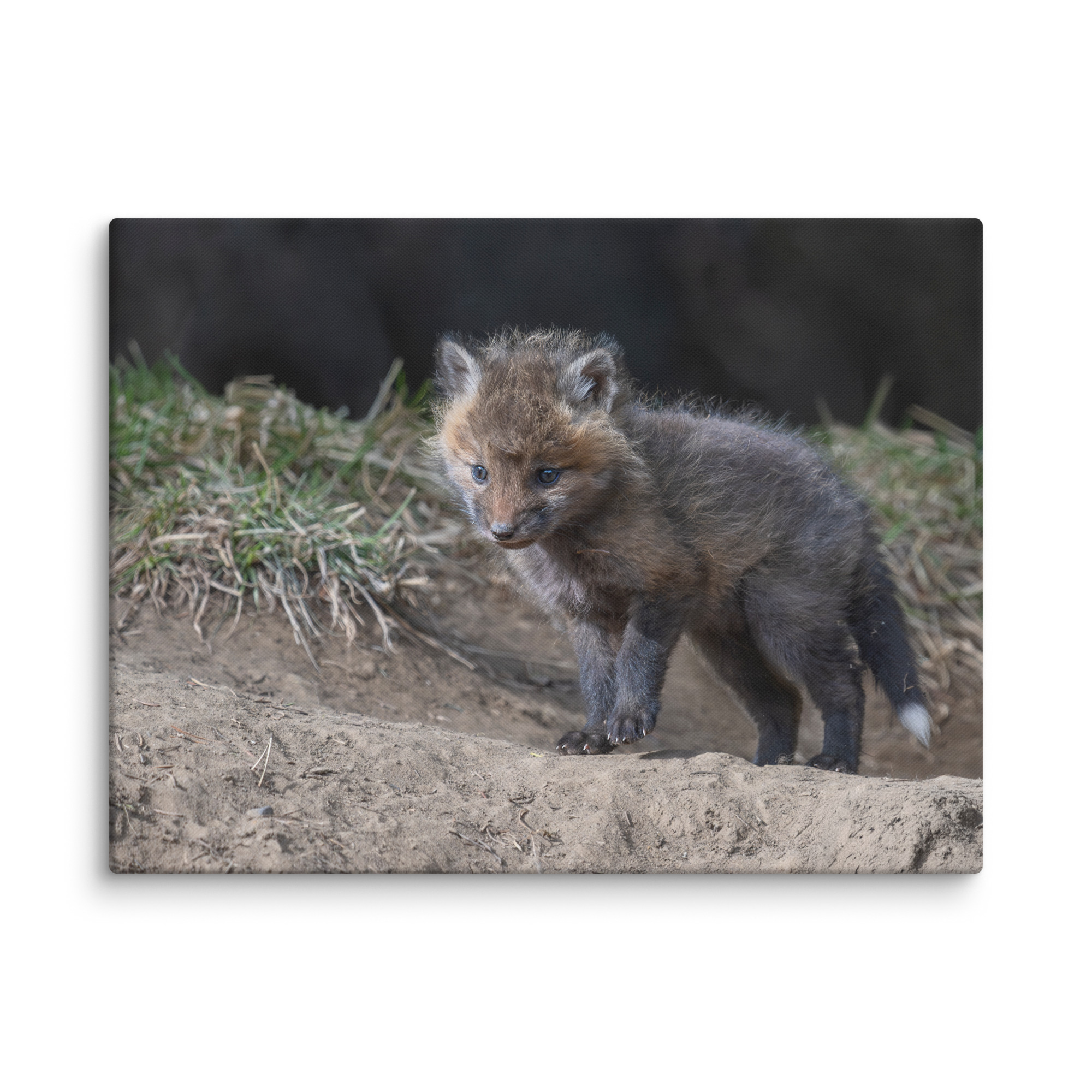 Curious Fox Cub! Canvas - Image 25