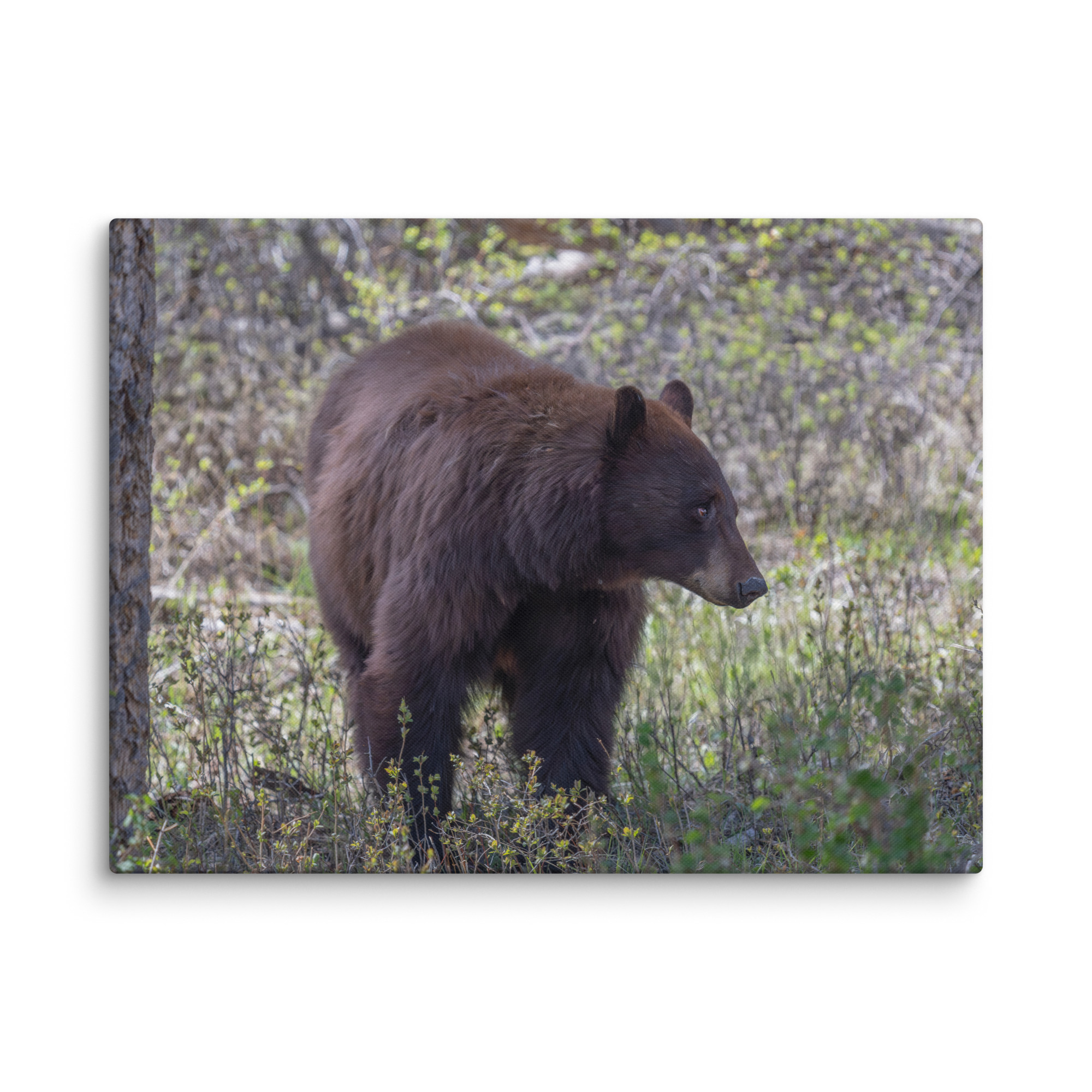 Cinnamon bear! Canvas - Image 26