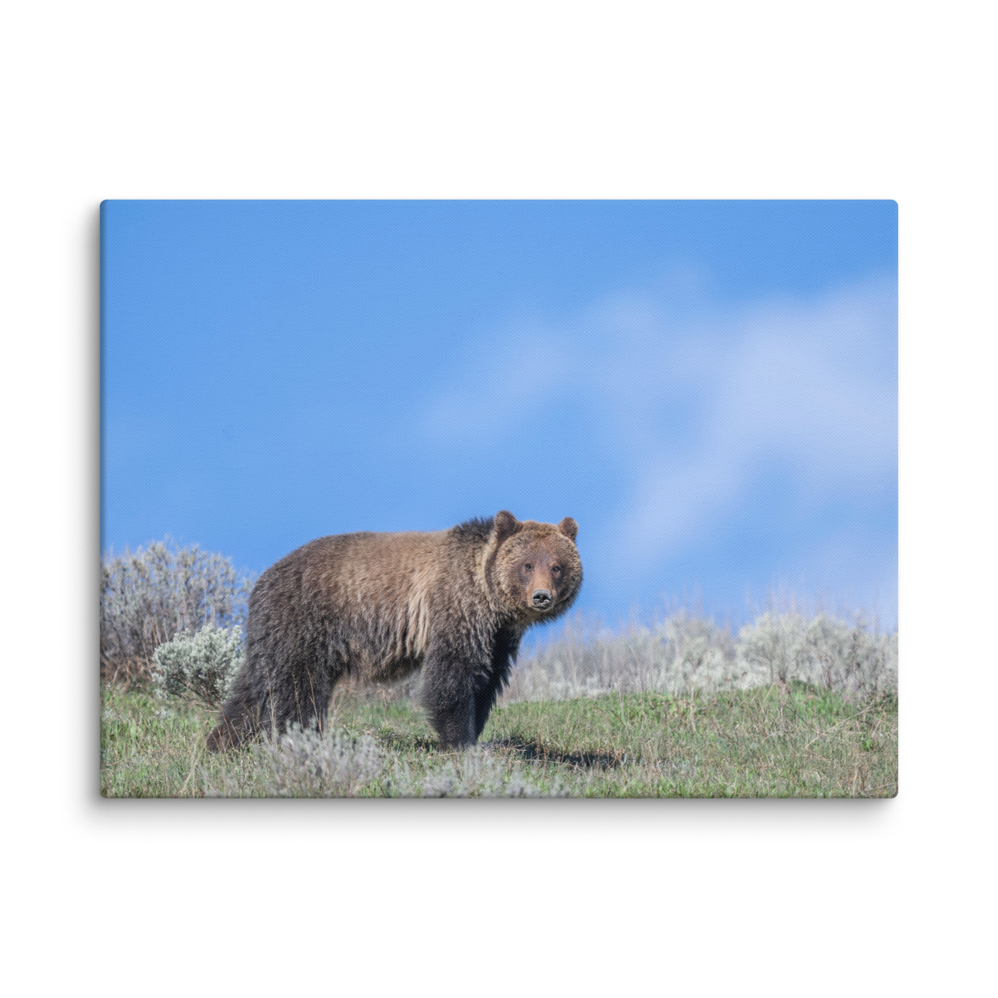 Gentle Brown Eyes in a Blue Sky! Canvas - Image 27