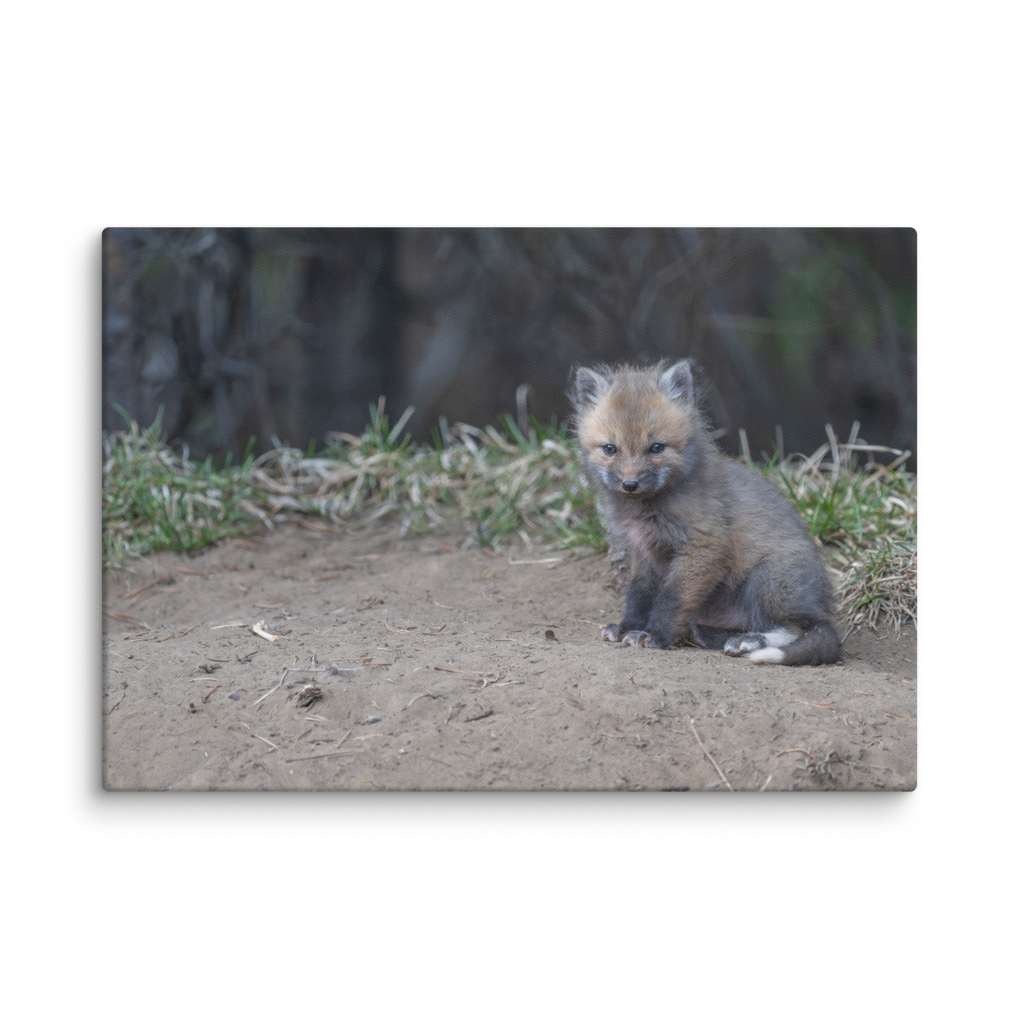 Baby Fox! Canvas - Image 10