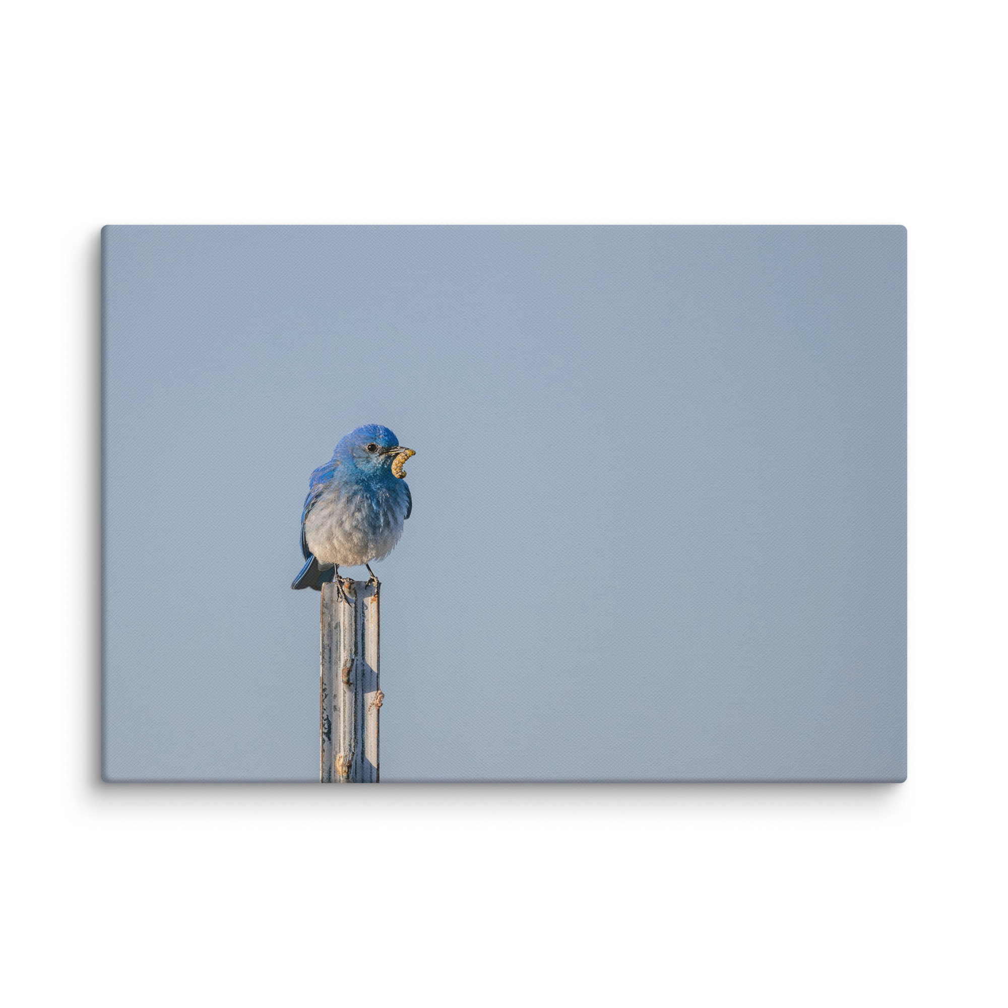 Mountain Blue Bird with food! Canvas - Image 10