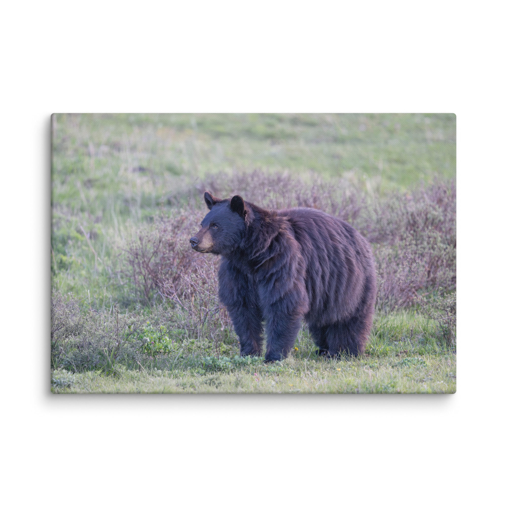 American black bear! Canvas - Image 10