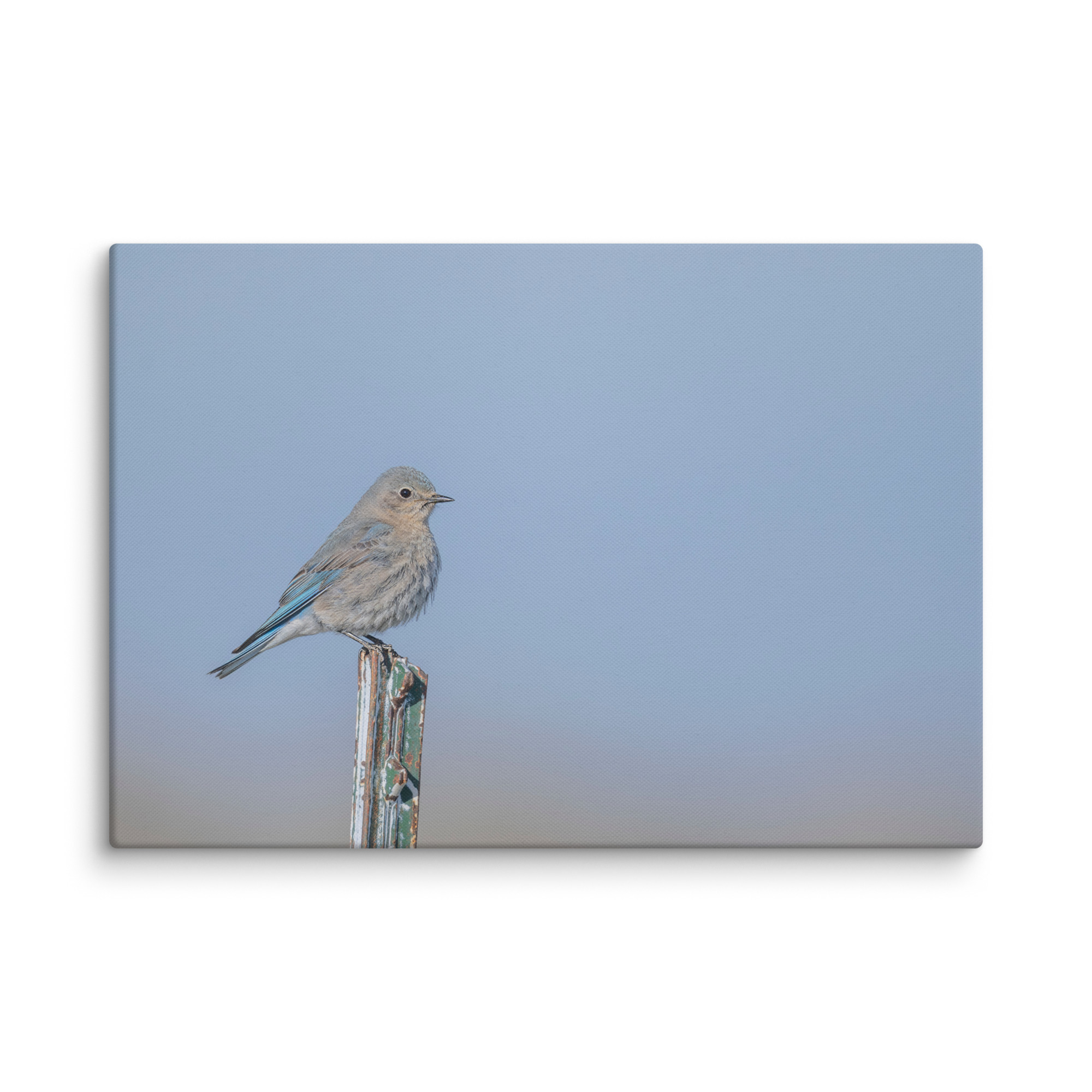 Female Mountain Bluebird! Canvas - Image 10