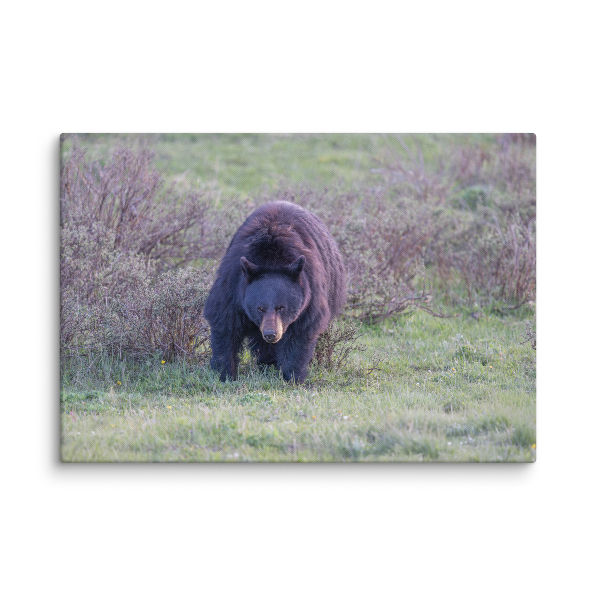 American black bear! Canvas - Image 10