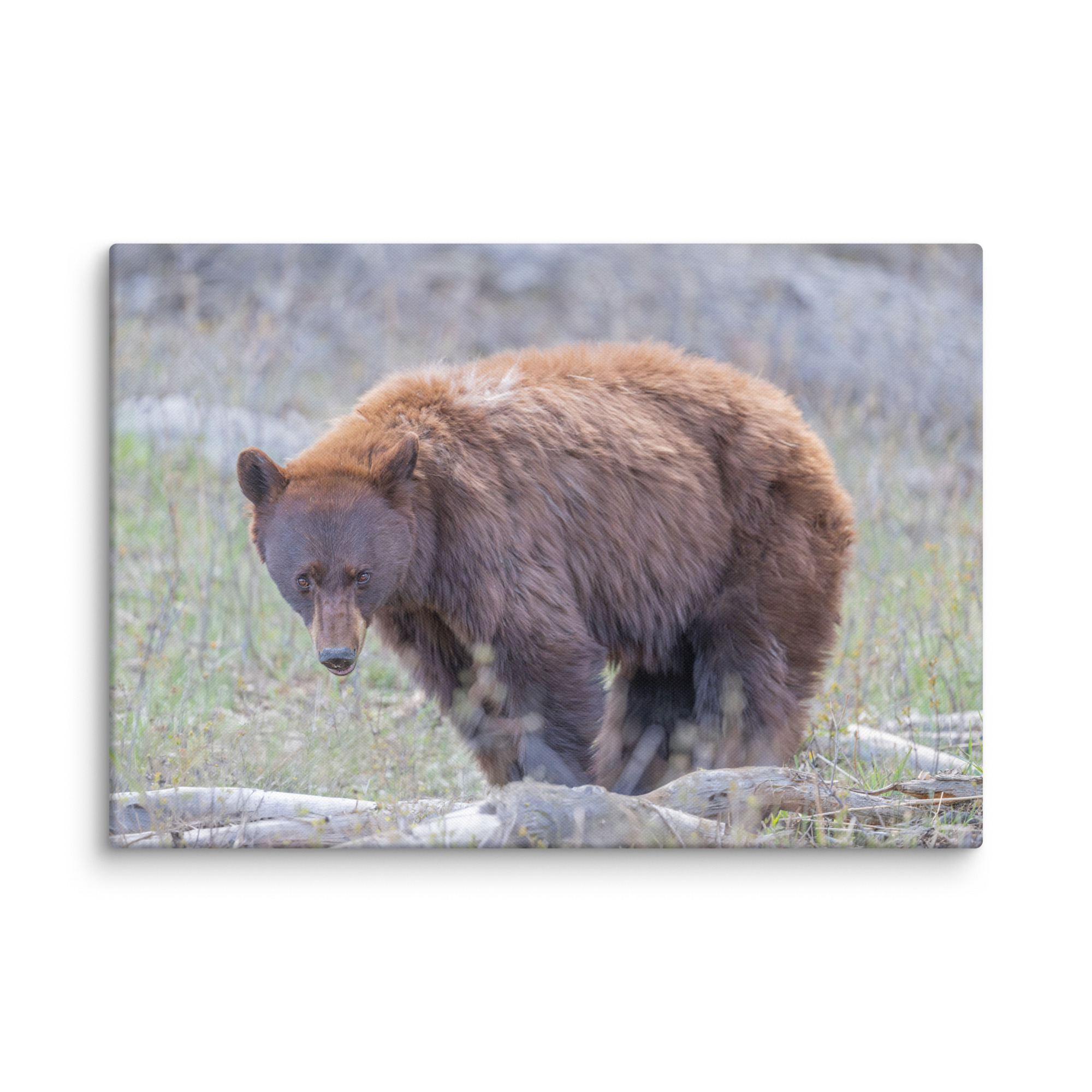 Cinnamon bear! Canvas - Image 7