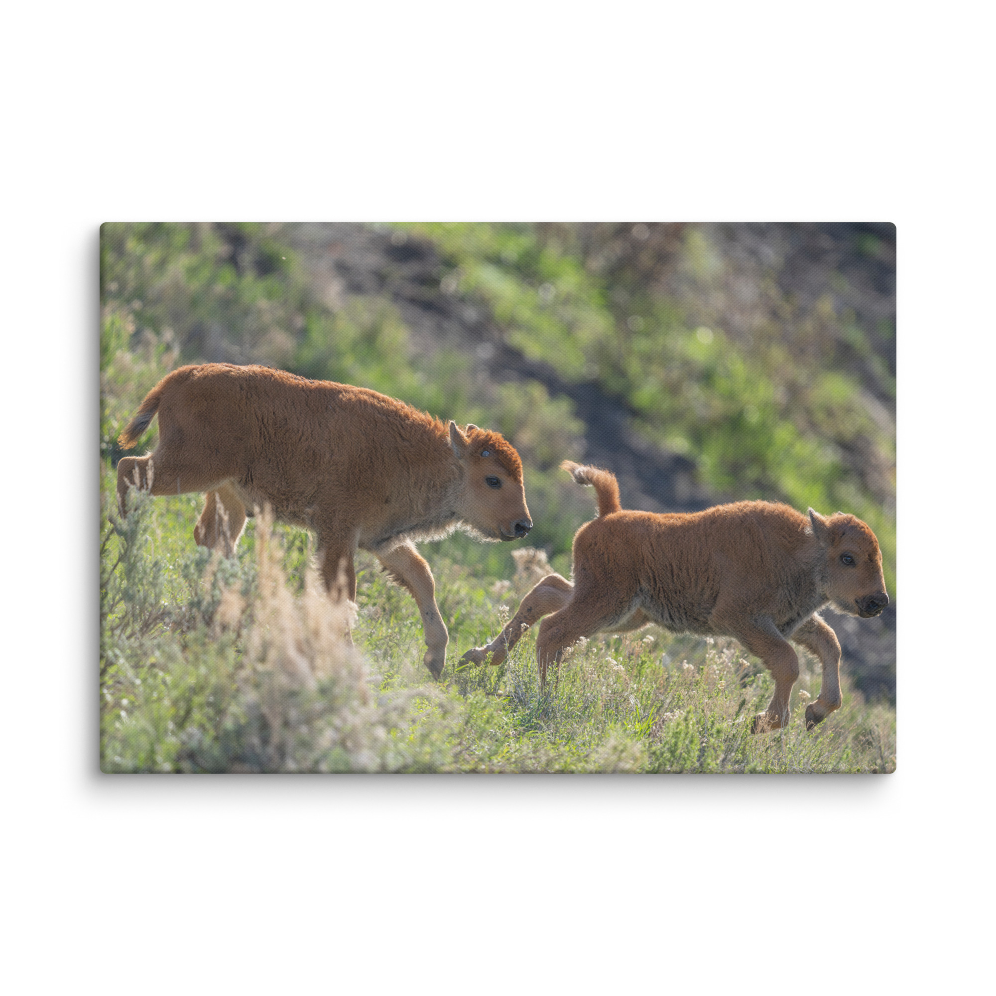 Red Dogs! Canvas - Image 5