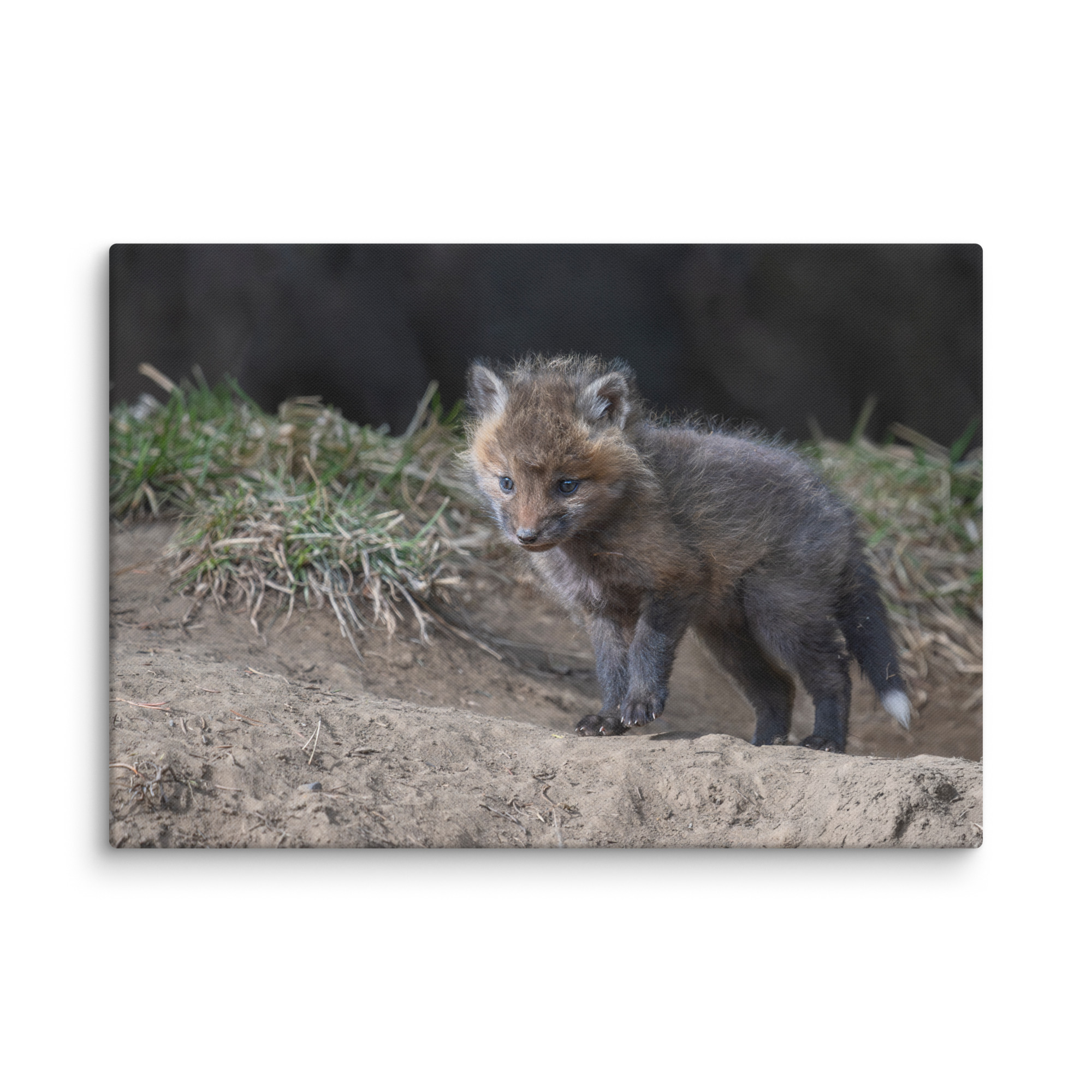 Curious Fox Cub! Canvas - Image 9