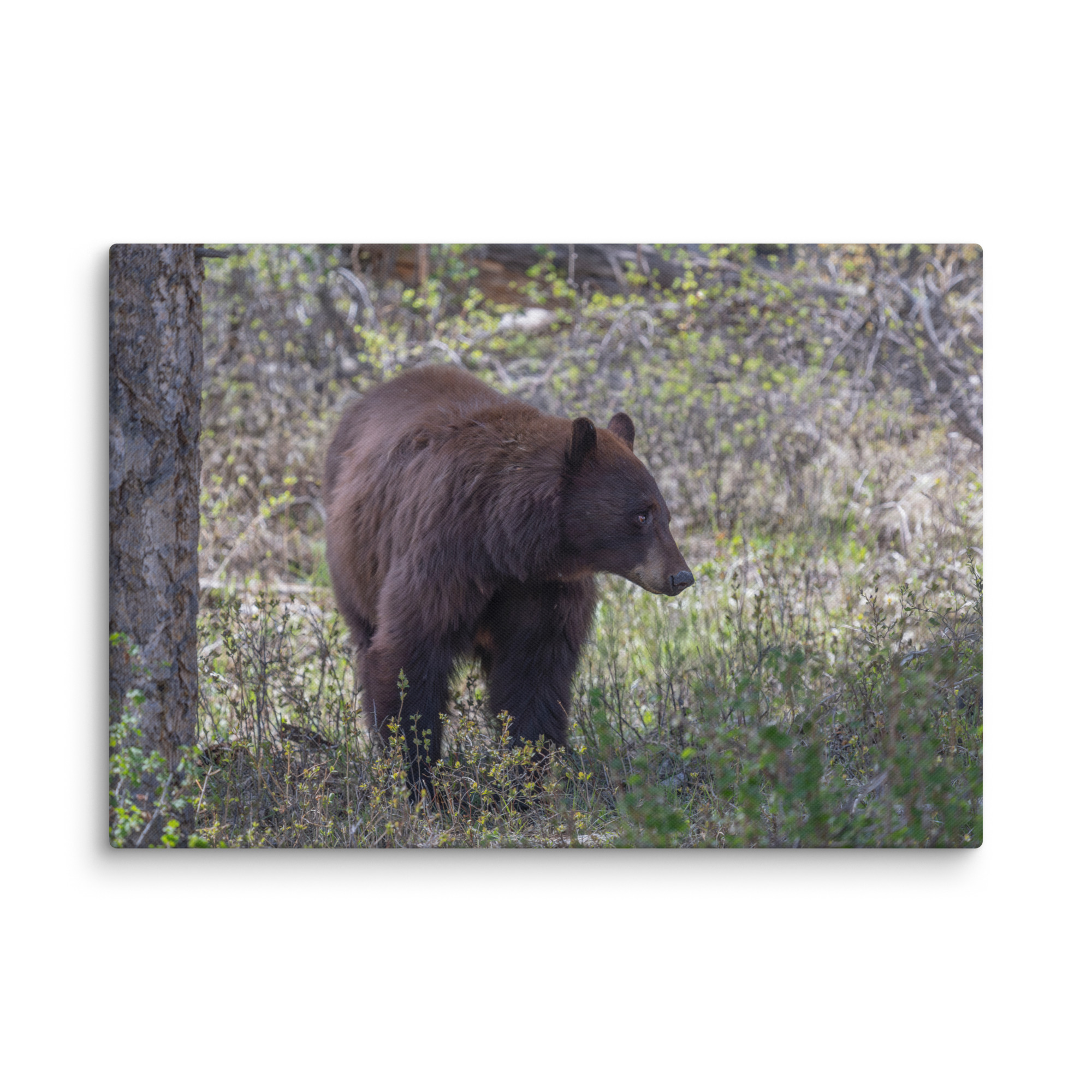 Cinnamon bear! Canvas - Image 10