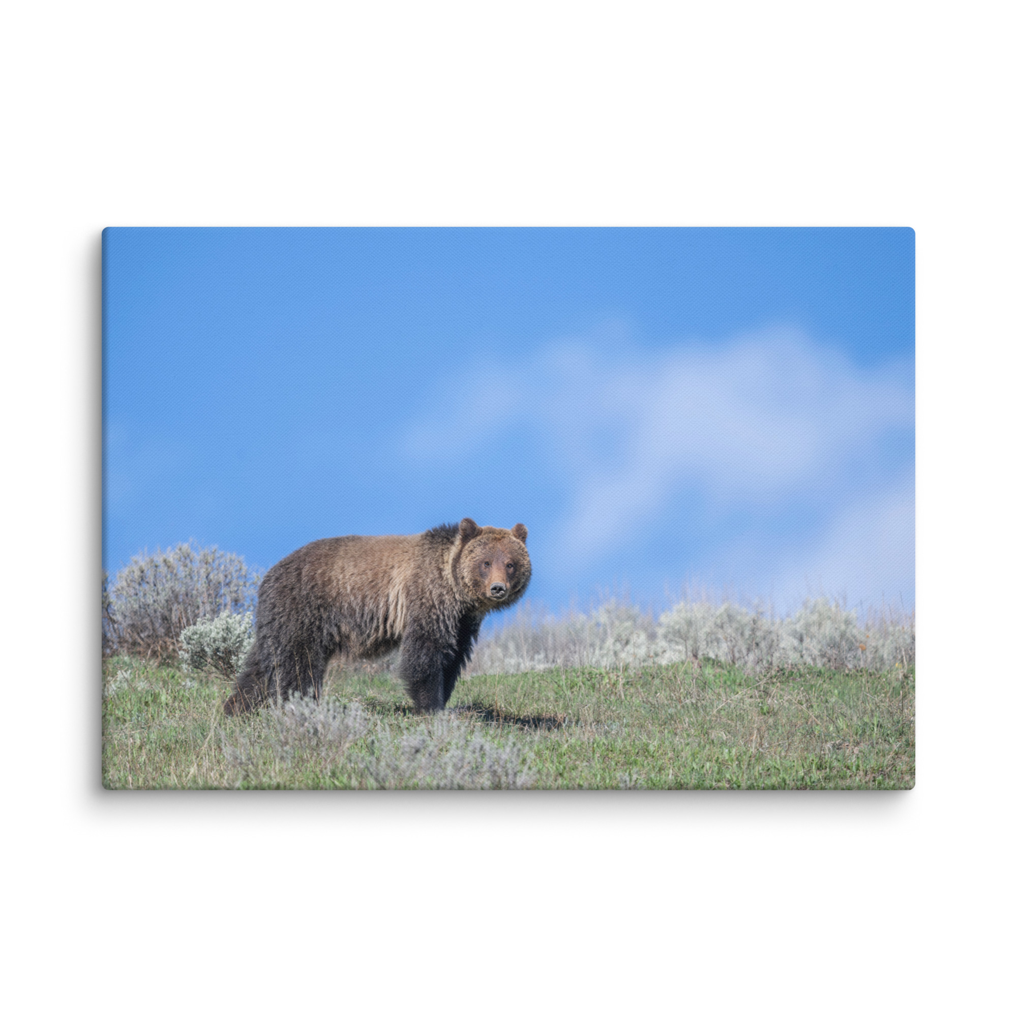 Gentle Brown Eyes in a Blue Sky! Canvas - Image 10